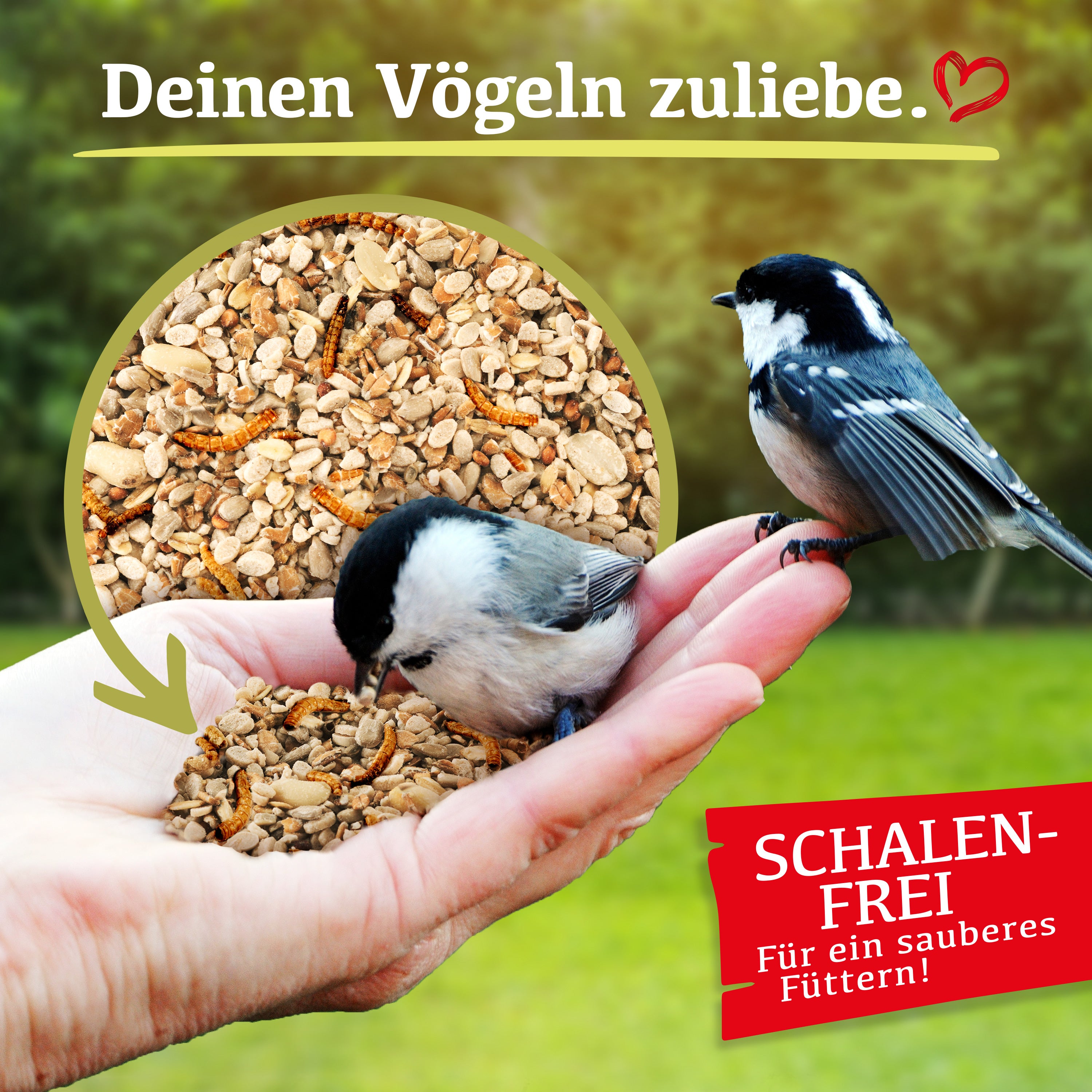 Delicia Vital Futter-Mix, Ganzjahres Vogelfutter, Streufutter, Schalenfrei, Ambrosia frei, mit Erdnusskernen und Rosinen