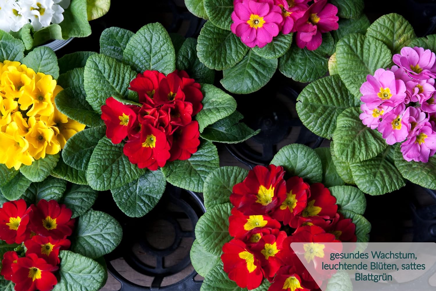 HaGaFe Volldünger Blau, Blaukorn, Universaldünger, Rasendünger, NPK Dünger, mineralischer Volldünger, Gartendünger