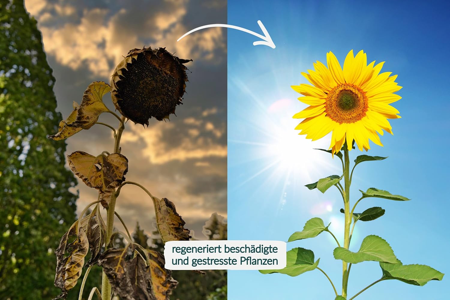 HaGaFe Bio Komplexdünger, Flüssigdünger, Universaldünger und Pflanzenstärkung, Blattdünger mit Bacillus Subtilis und Bacillus Megaterium