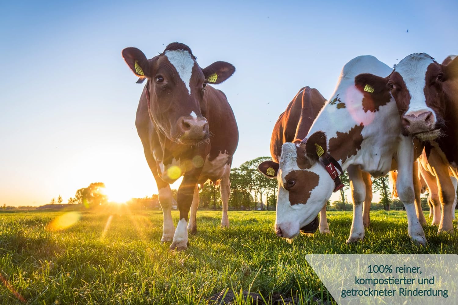 HaGaFe Rinderdung, Kuhmist, Organischer Gartendünger, Universaldünger, Mist