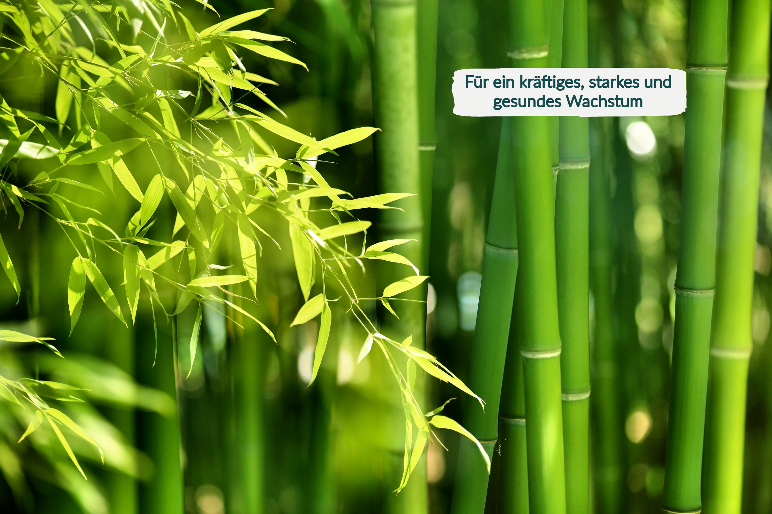 HaGaFe Bambusdünger, Ziergrasdünger, Spezialdünger, Dünger mit Silizium und Magnesium