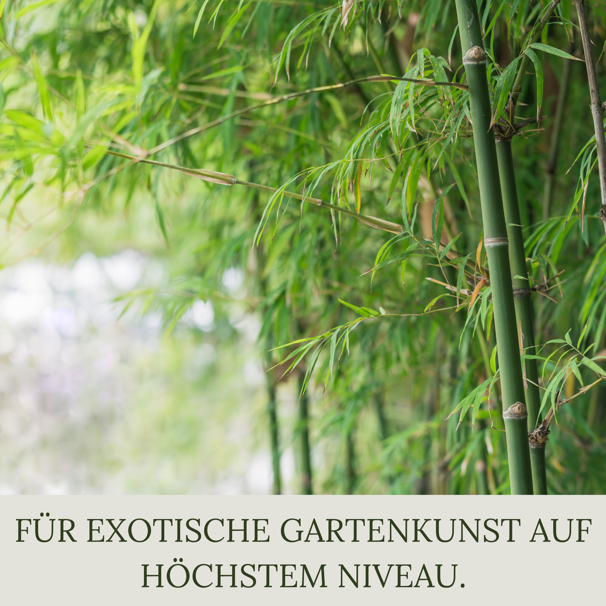 Floravera Premium Bambus Bio-Flüssigdünger 1 Liter Bambusdünger Dünger