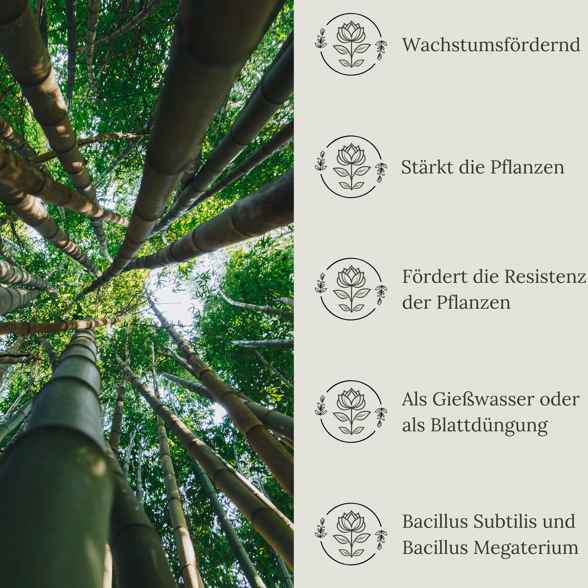 Floravera Premium Bambus Bio-Flüssigdünger 1 Liter Bambusdünger Dünger