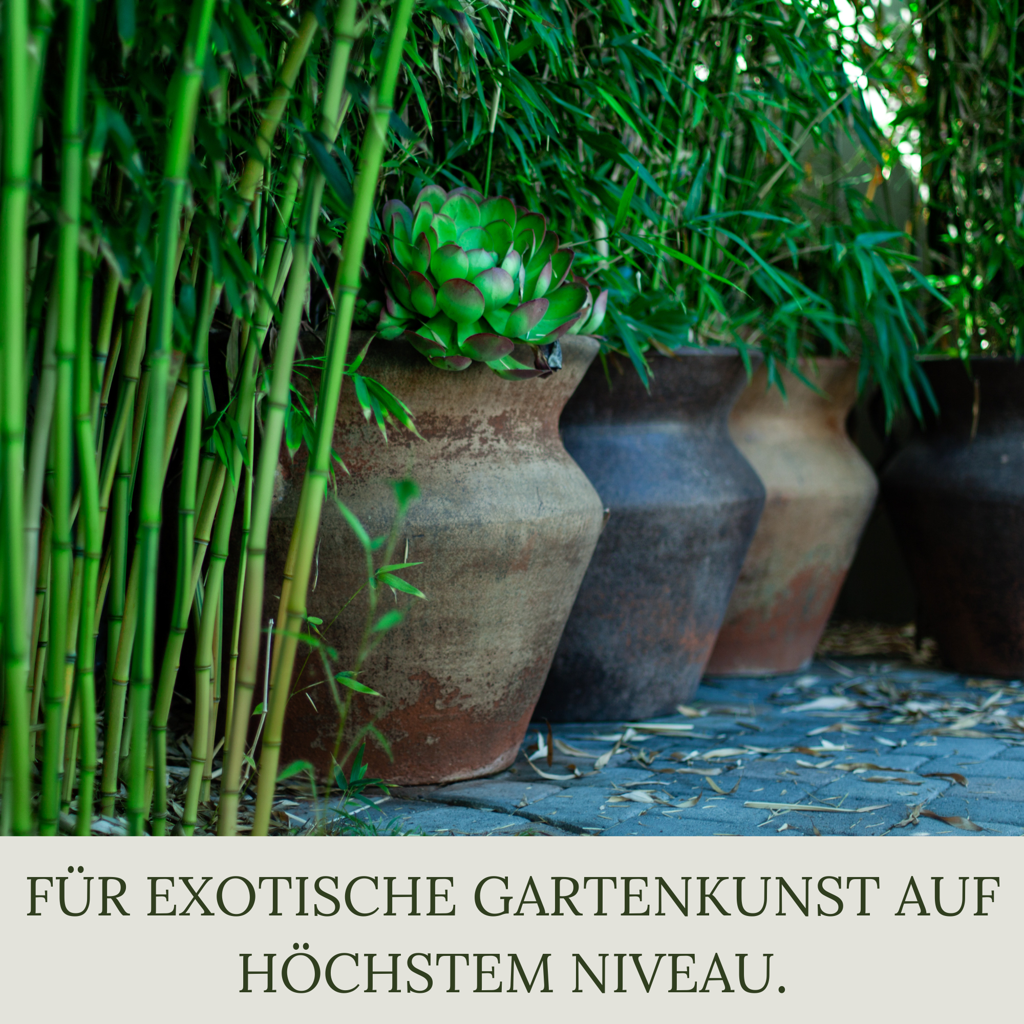 Floravera Premium BIO Bambuserde Pflanzerde 50 Liter