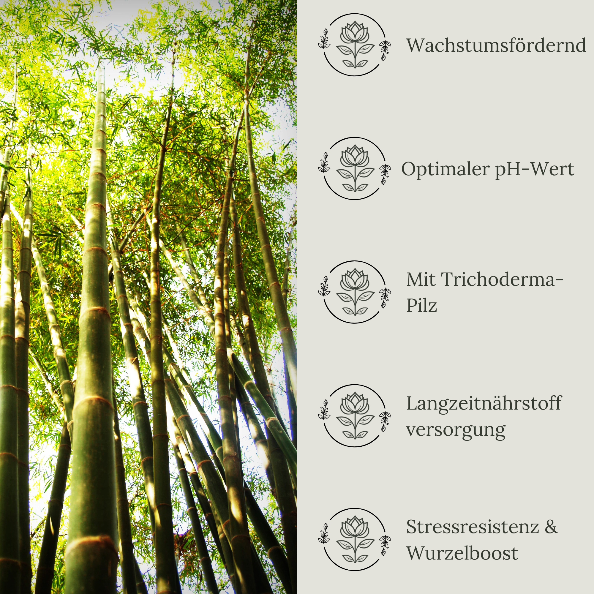 Floravera Premium BIO Bambuserde Pflanzerde 50 Liter