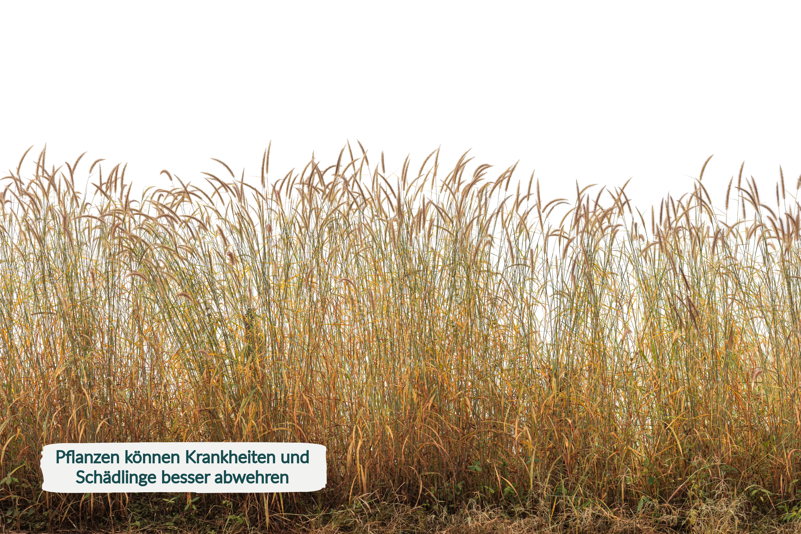 HaGaFe Bambusdünger, Ziergrasdünger, Spezialdünger, Dünger mit Silizium und Magnesium