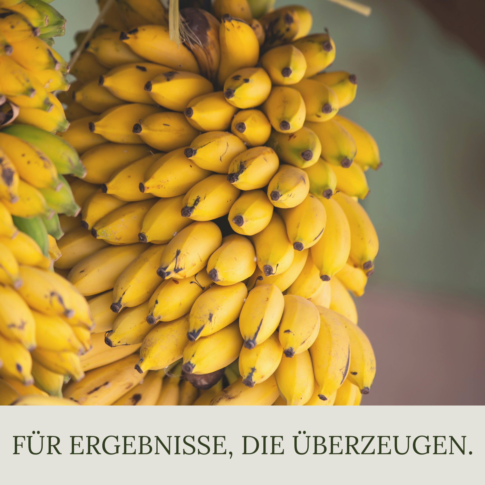 Floravera Premium Bananen Bio-Flüssigdünger 1 Liter Bananendünger Dünger