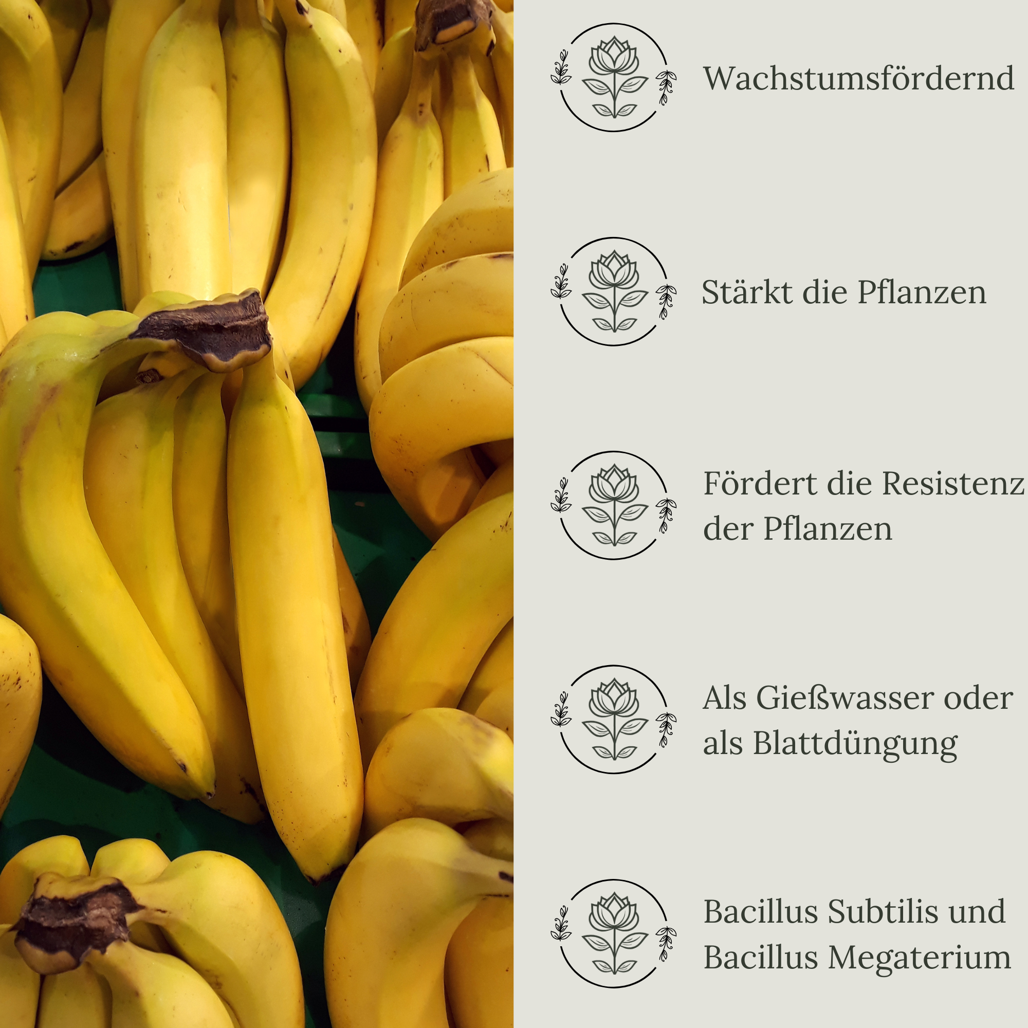 Floravera Premium Bananen Bio-Flüssigdünger 1 Liter Bananendünger Dünger