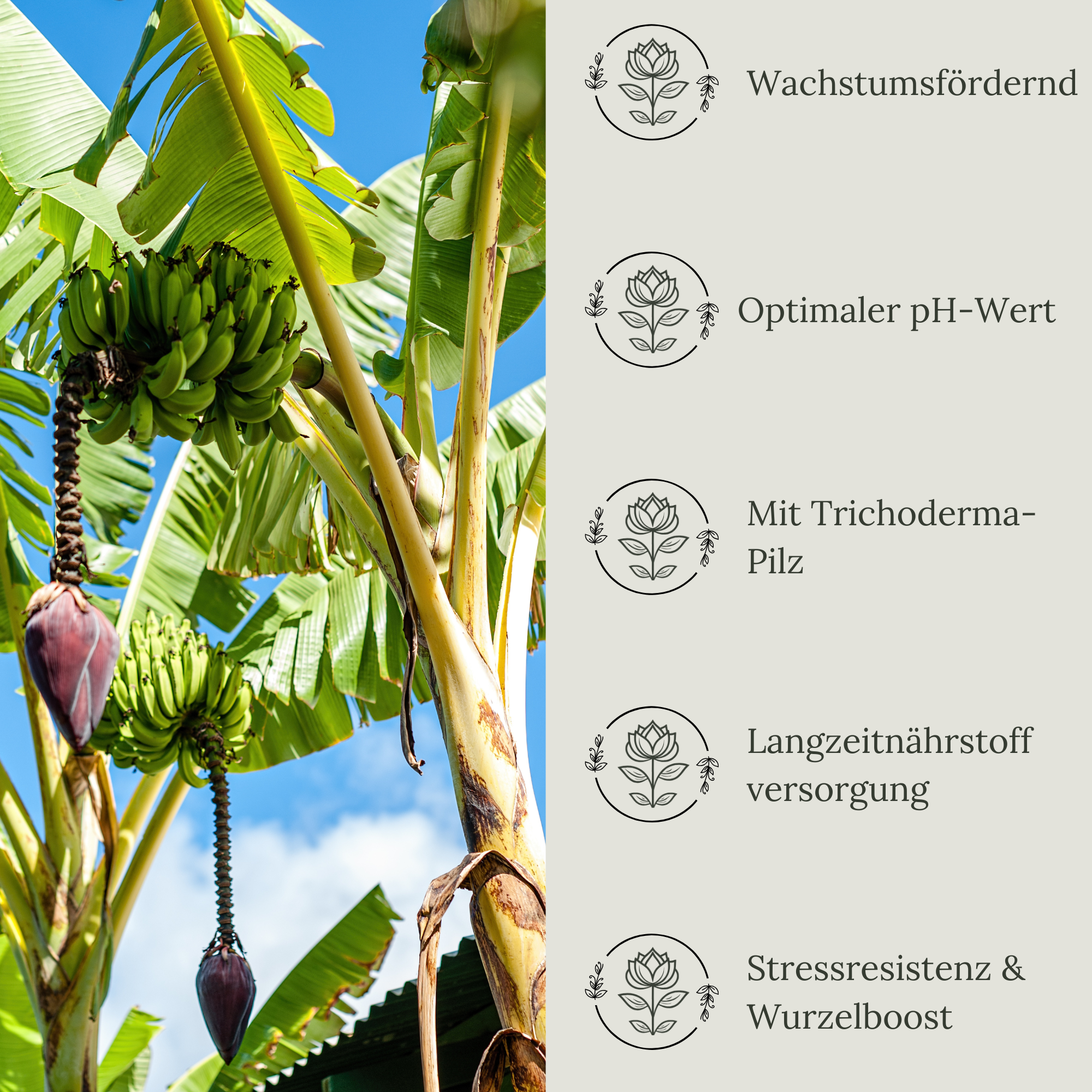 Floravera Premium BIO Bananenerde Pflanzerde 50 Liter