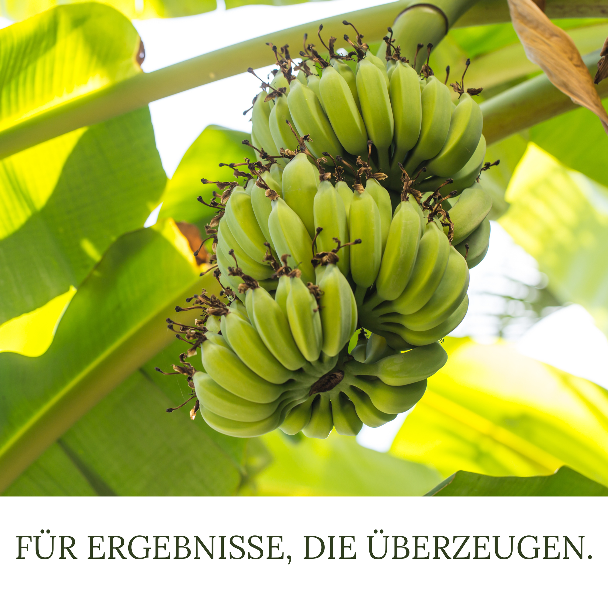 HaGaFe Terra Line BIO Bananenerde Pflanzerde 50 Liter