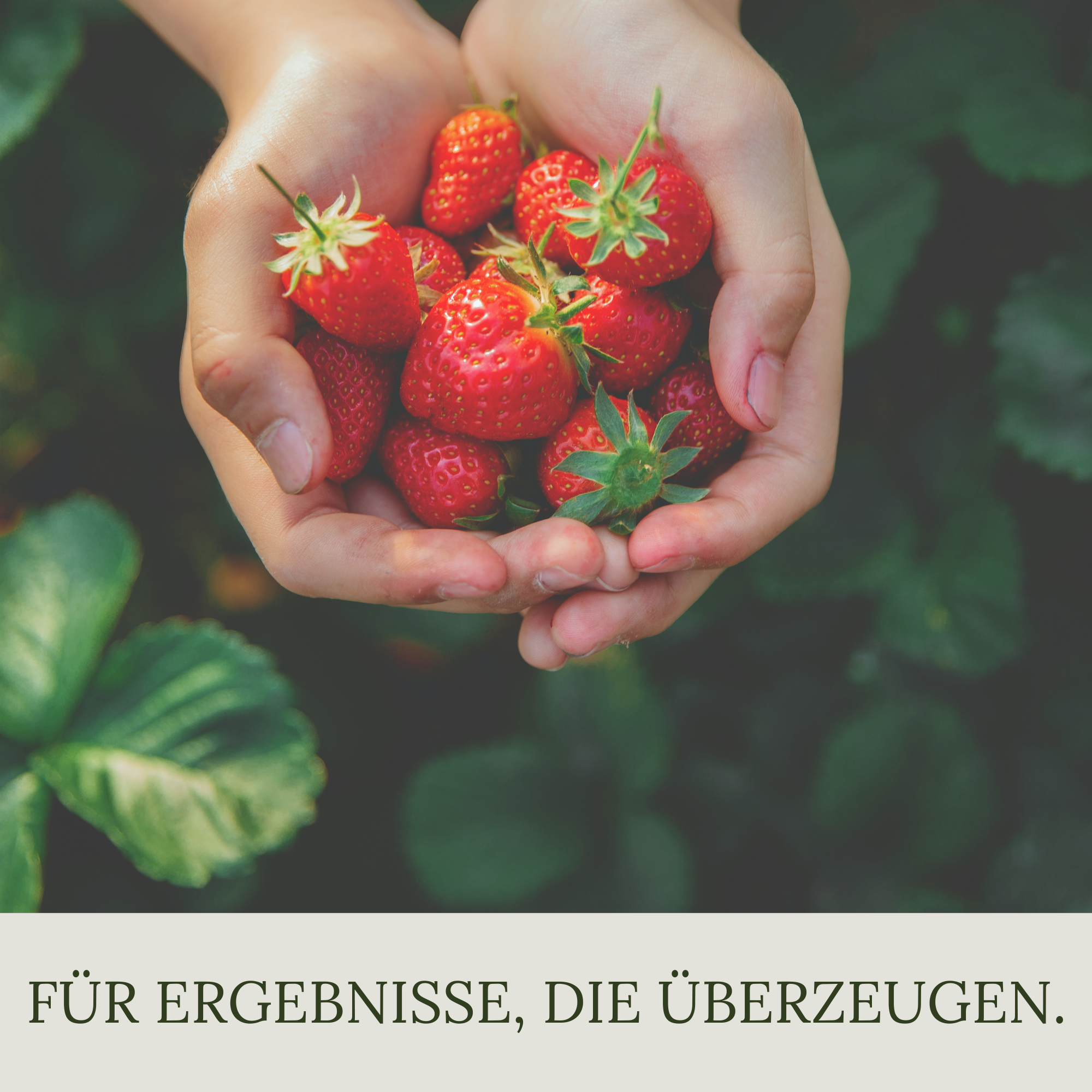 Floravera Premium Beeren Bio-Flüssigdünger 1 Liter Beerendünger Dünger