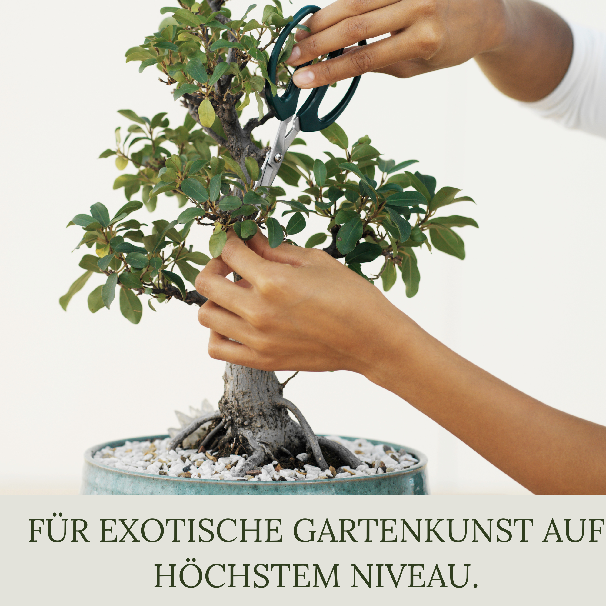 Floravera Premium Bonsai Bio-Flüssigdünger 1 Liter Bonsaidünger Dünger
