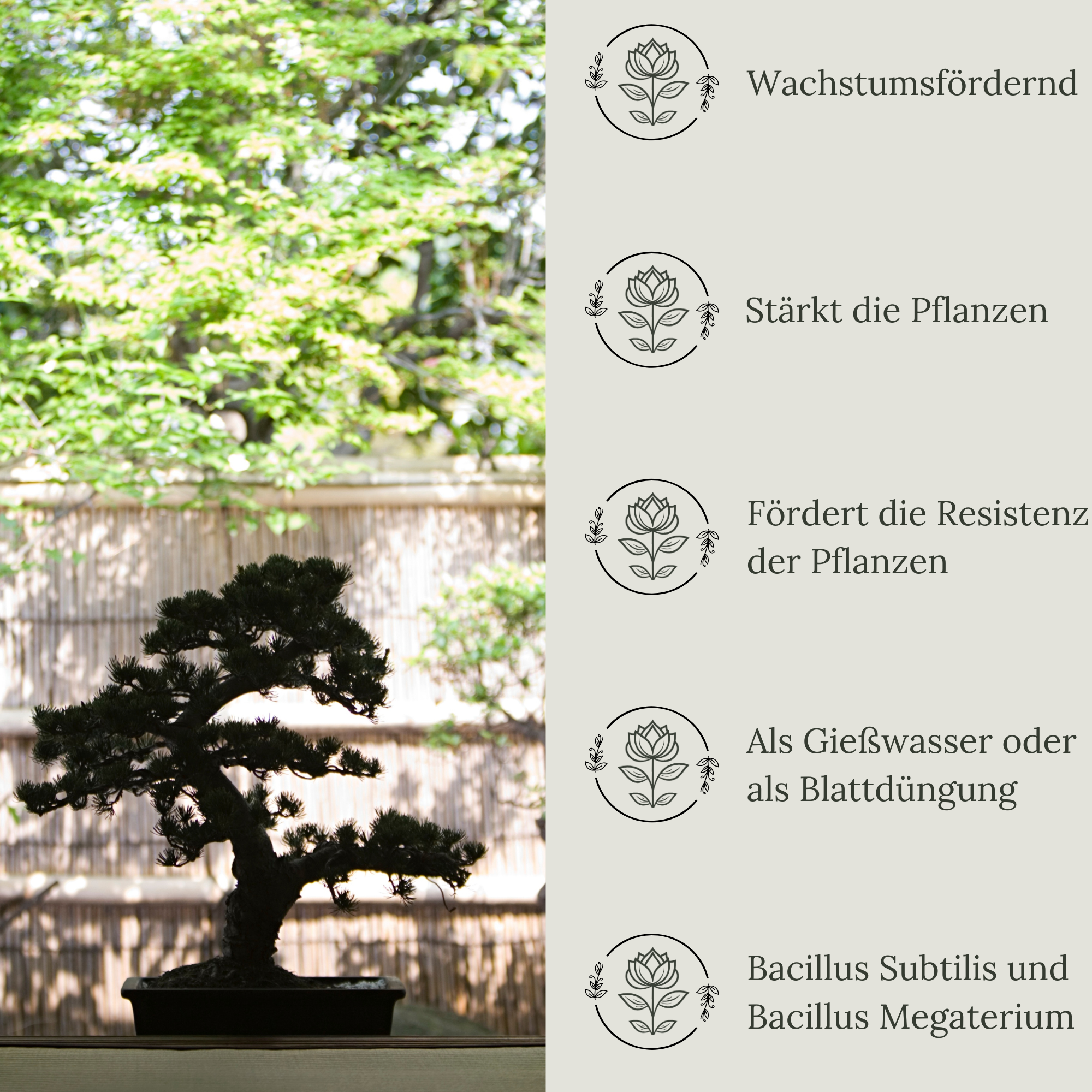 Floravera Premium Bonsai Bio-Flüssigdünger 1 Liter Bonsaidünger Dünger