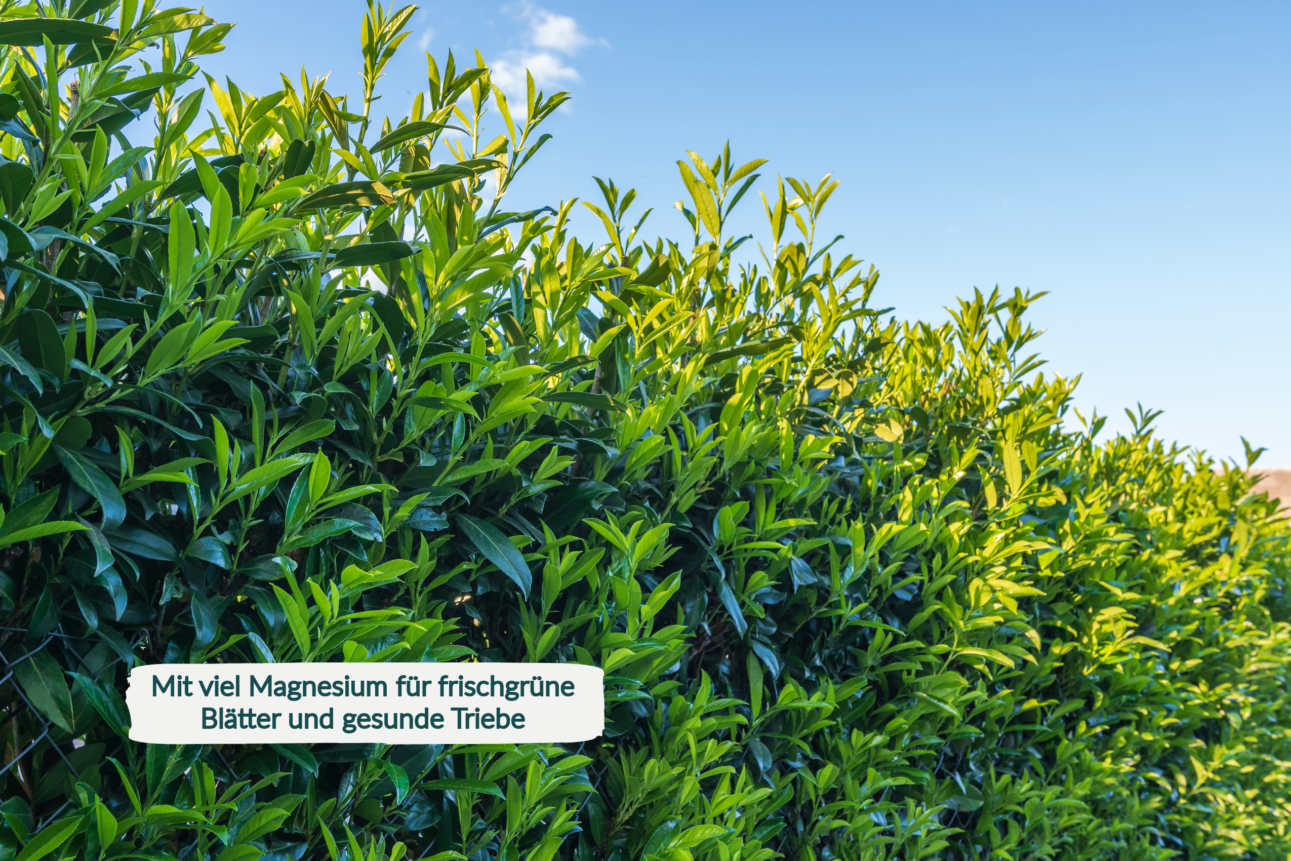 HaGaFe Buchsbaumdünger, Kirschlorbeerdünger, Spezialdünger, Dünger, Gartendünger mit Langzeitwirkung