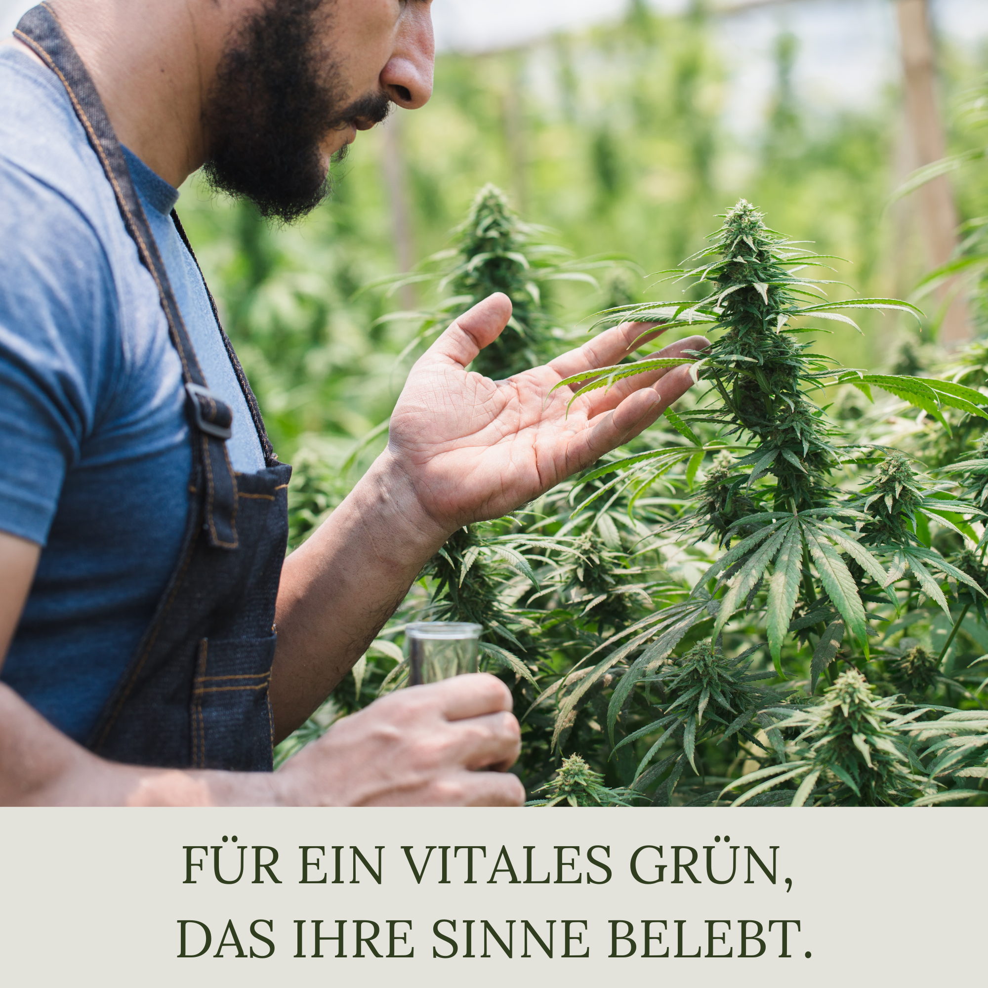 Floravera Premium BIO Cannabiserde Blumenerde Pflanzerde 50 Liter