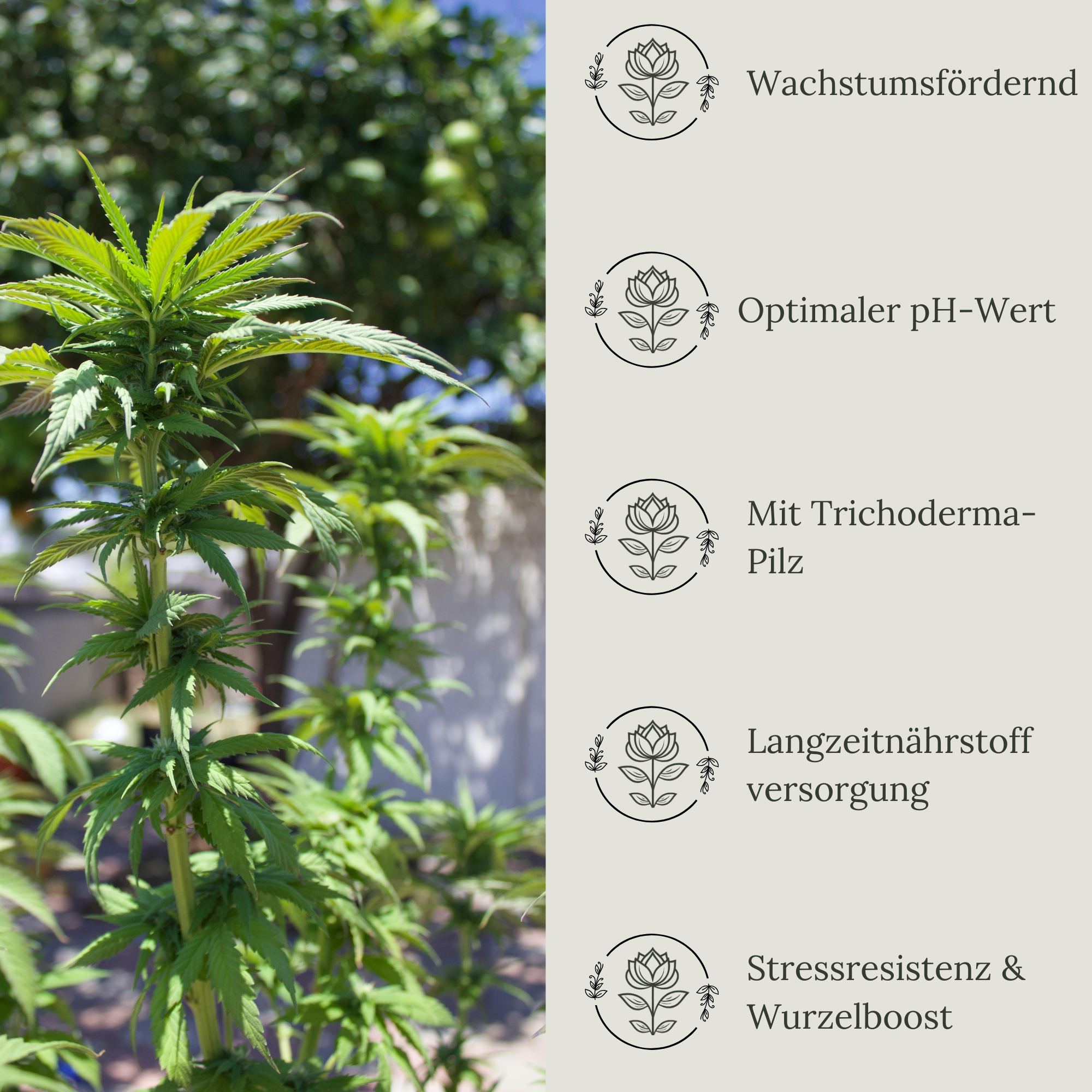 Floravera Premium BIO Cannabiserde Blumenerde Pflanzerde 50 Liter