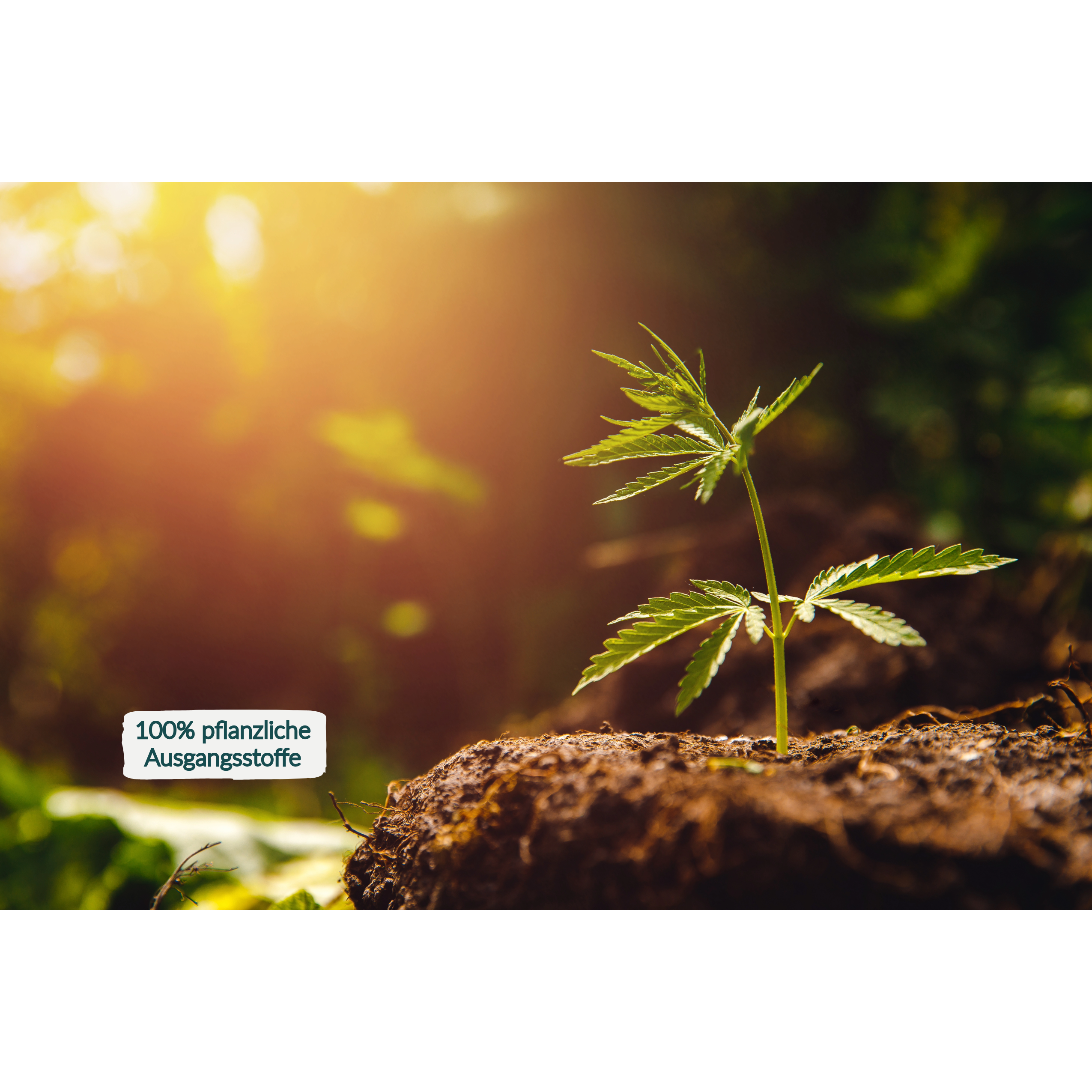 Plantaflor Cannabis Erde 50L, plus HaGaFe Cannabis Flüssigdünger 1L