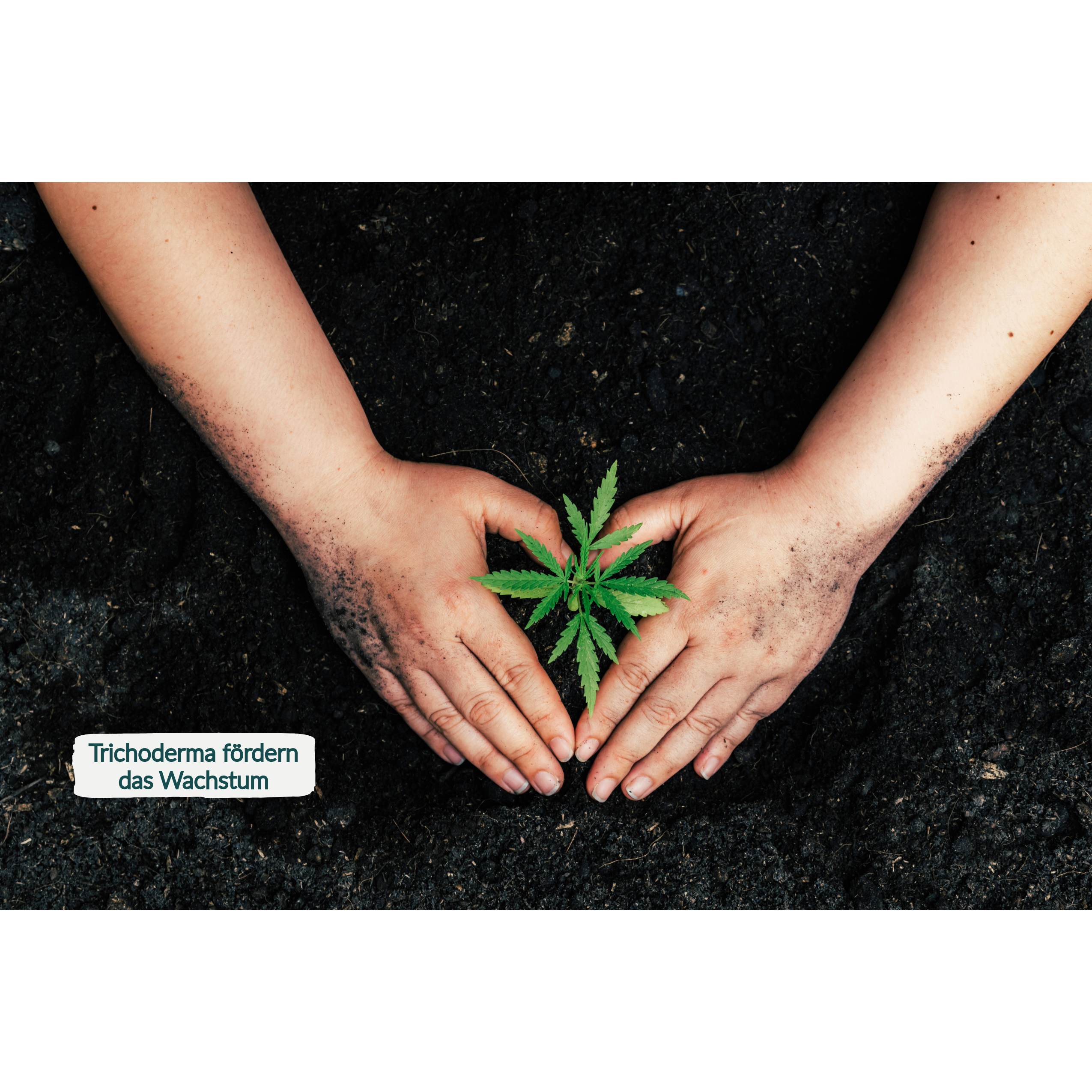 Plantaflor Cannabis Erde 50L, plus HaGaFe Cannabis Flüssigdünger 1L