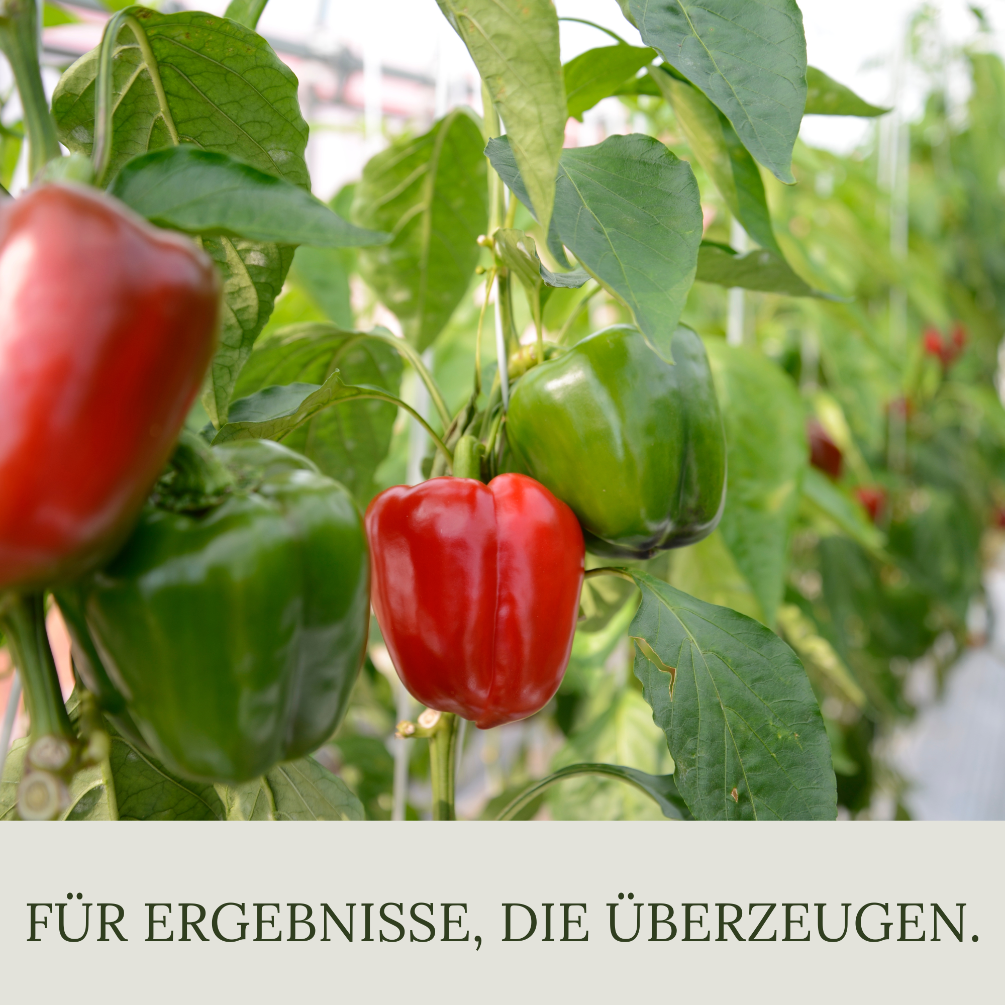Floravera Premium Chili-Paprika Bio-Flüssigdünger 1 Liter Dünger Paprikadünger Chilidünger
