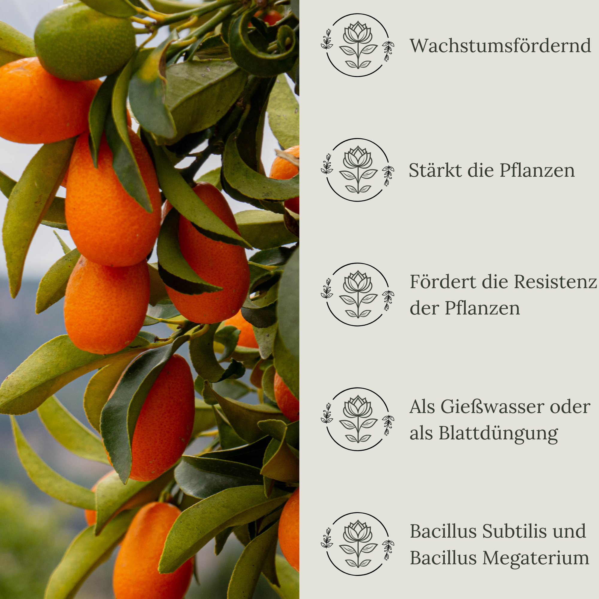 Floravera Premium CItrus Bio-Flüssigdünger 1 Liter Zitrusdünger Dünger Zitrusfrucht