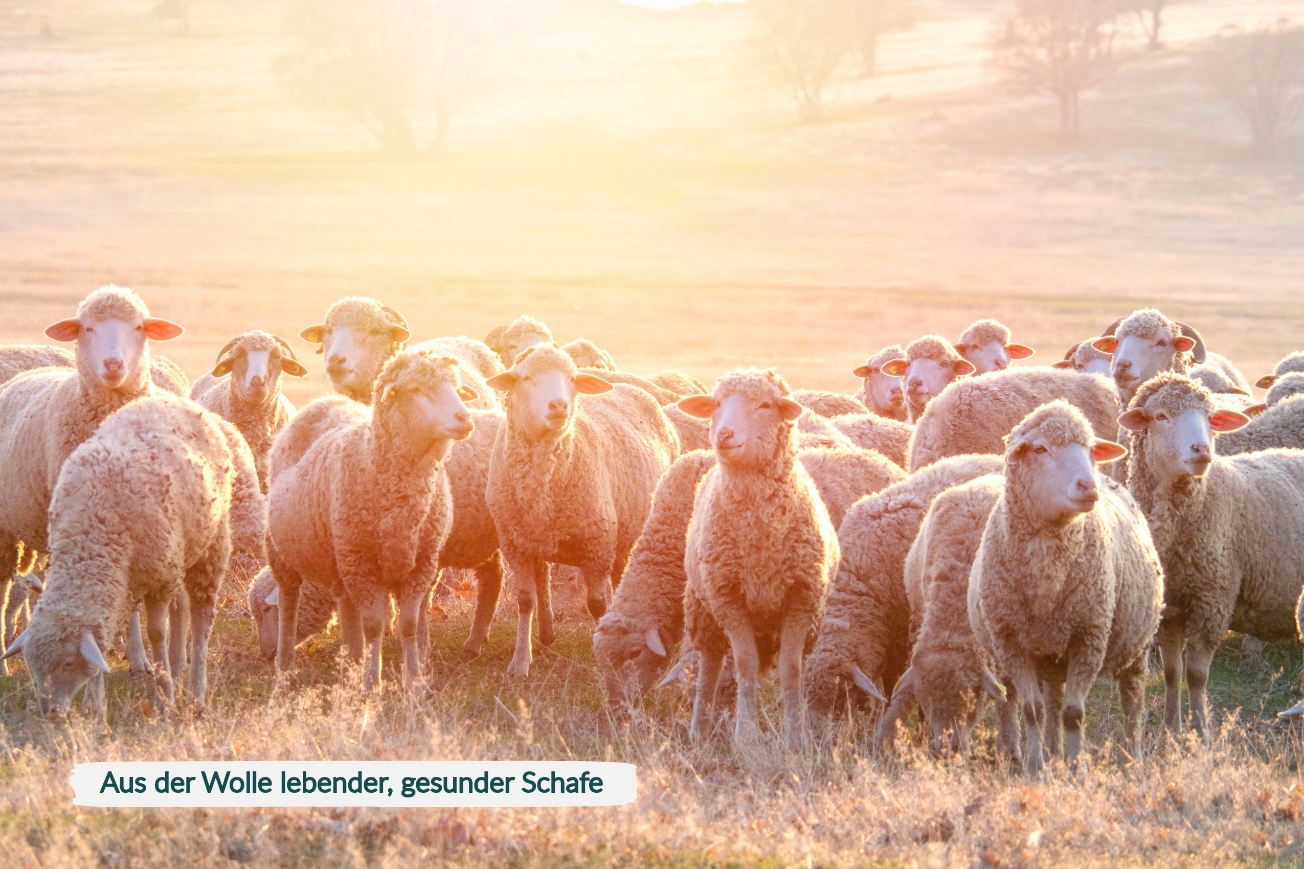 HaGaFe Bio Schafwoll - Pellets, Bio Schafwollpellets, organischer Universaldünger, Gartendünger, aus der Wolle lebender Schafe