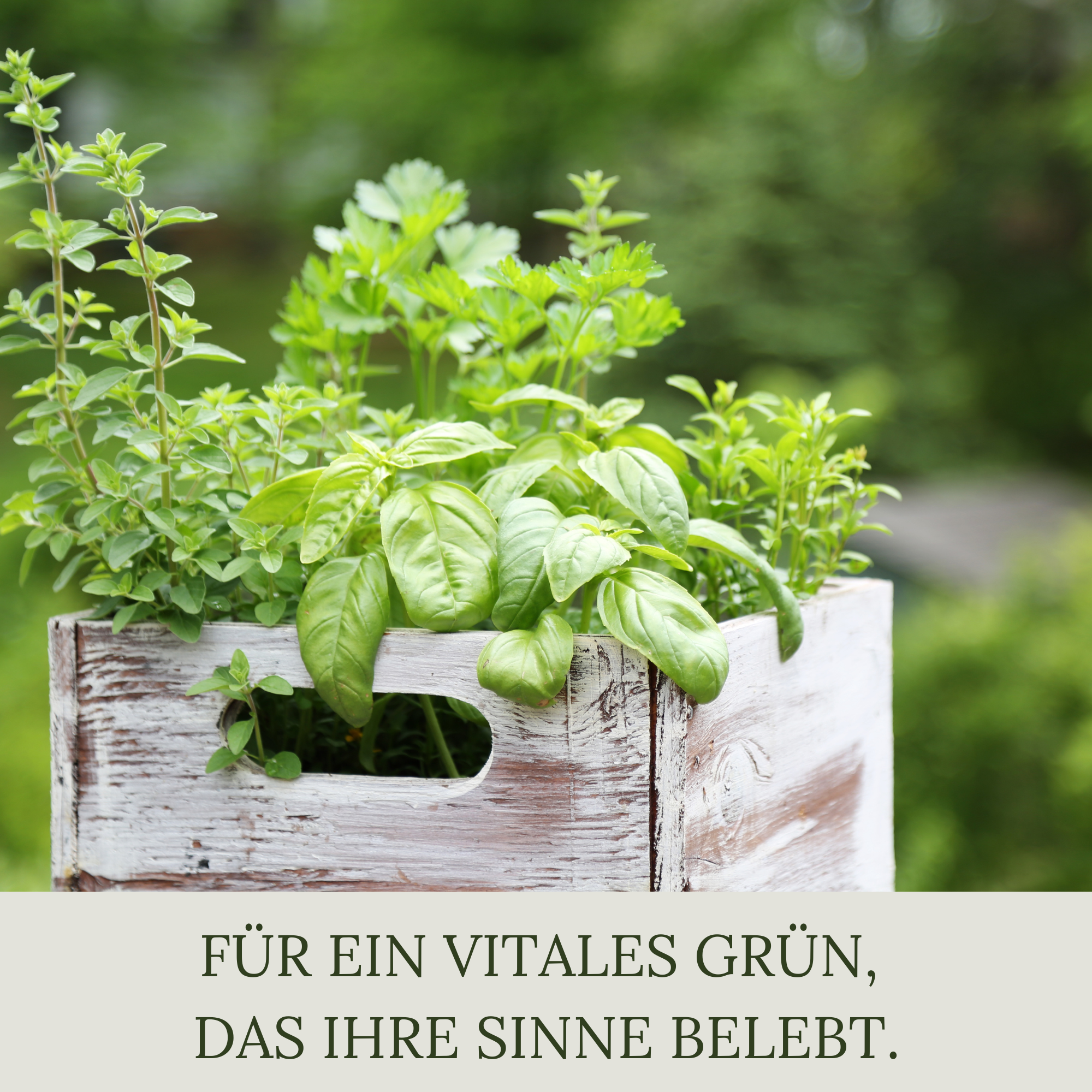 Floravera Premium Gartenkräuter Bio-Flüssigdünger 1 Liter Dünger Basilikumdünger Kräuterdünger