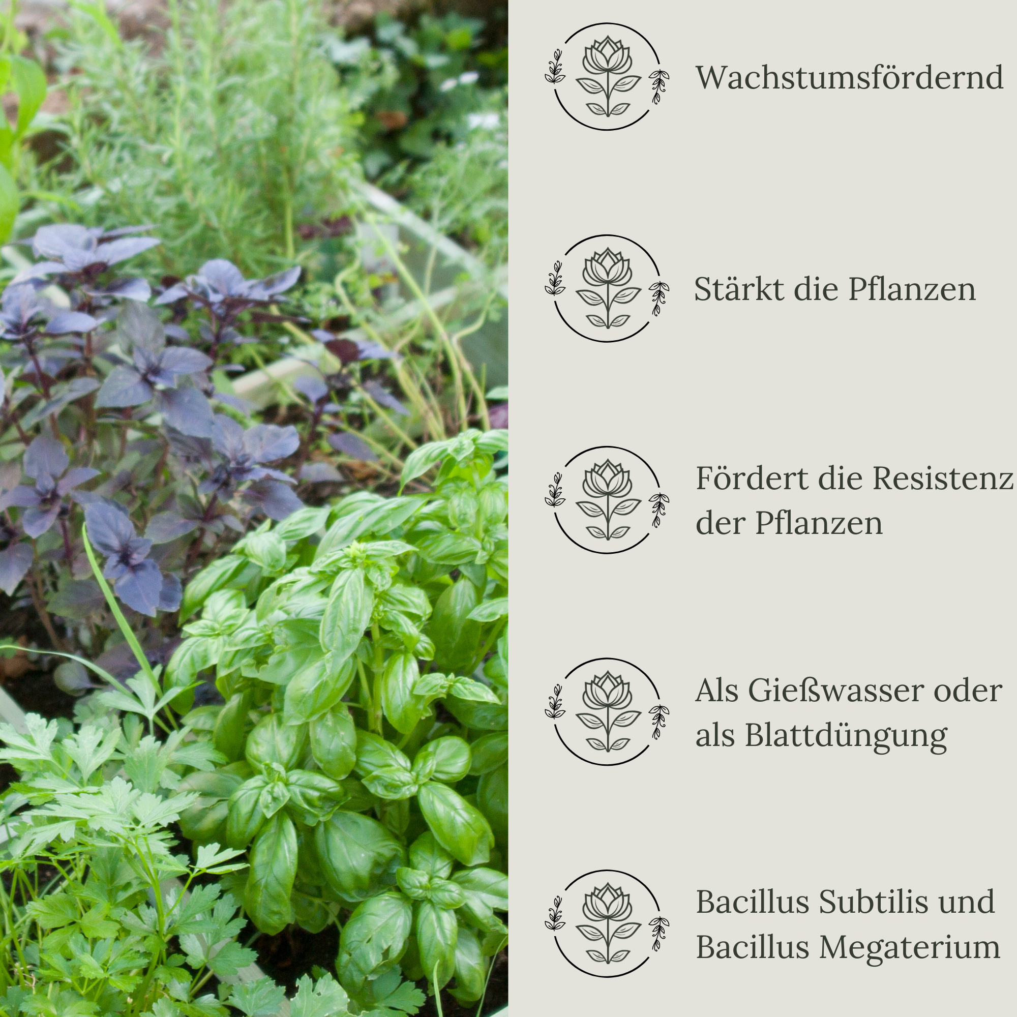 Floravera Premium Gartenkräuter Bio-Flüssigdünger 1 Liter Dünger Basilikumdünger Kräuterdünger