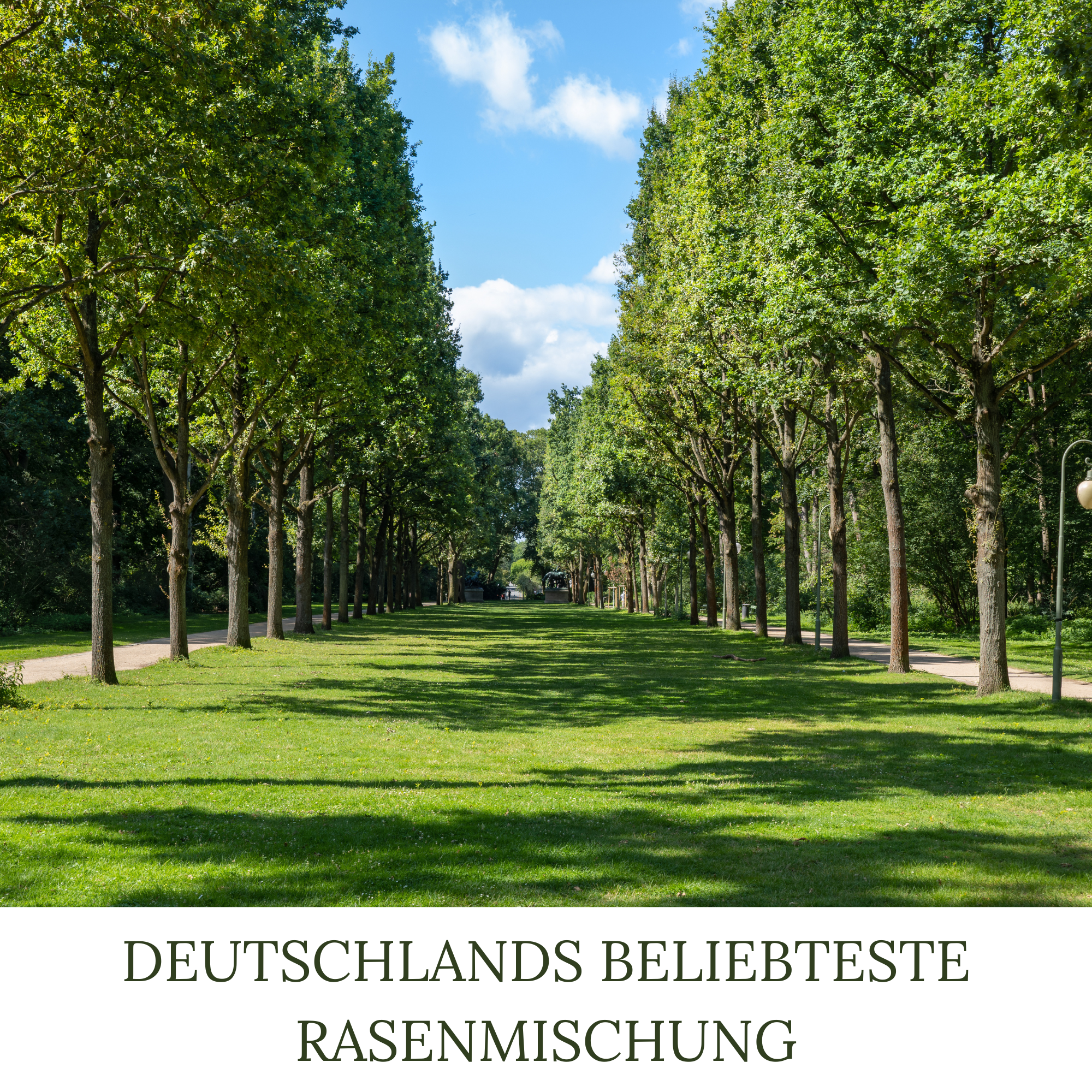 HEGA Classic Green Rasensamen Berliner Tiergarten Grassamen Rasen Gras Saatgut
