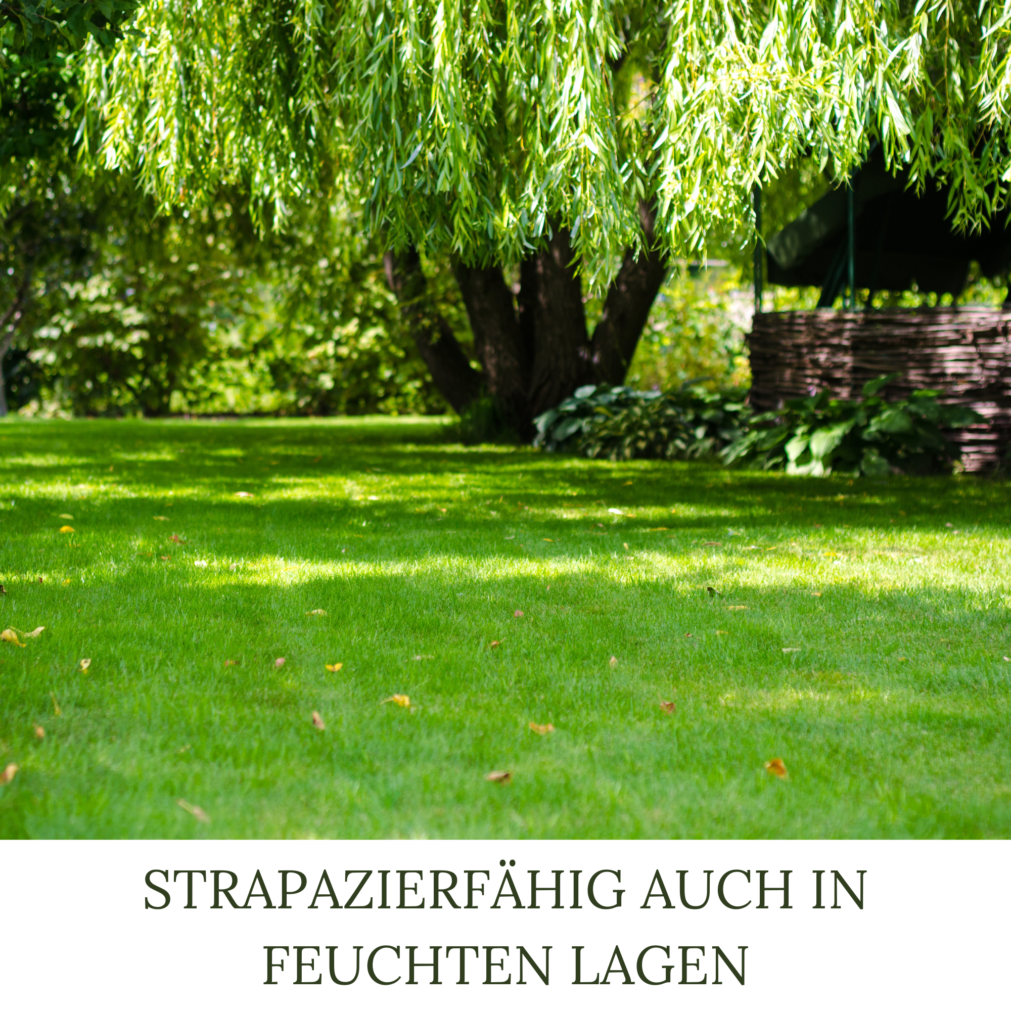 HEGA Classic Green Rasensamen Berliner Tiergarten Grassamen Rasen Gras Saatgut