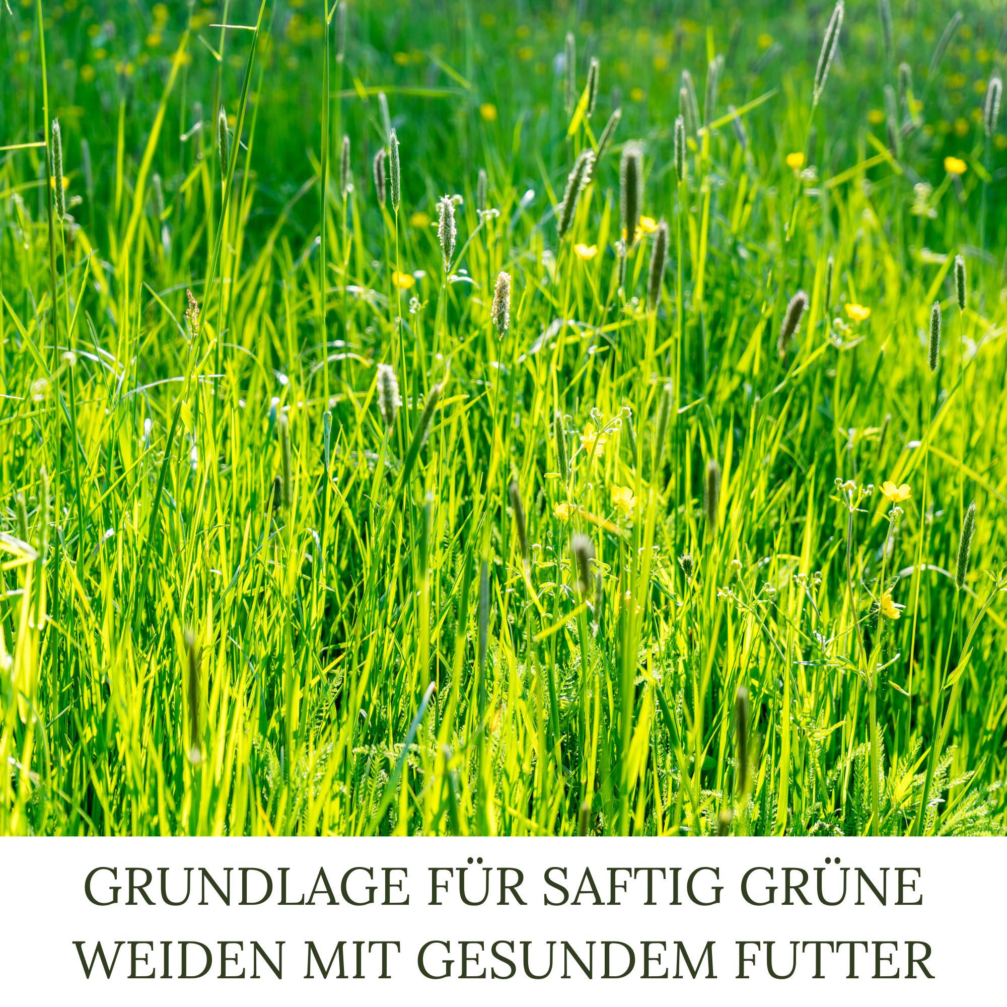 HEGA Grasland Pferdeweide, Pferdewiese, Grassamen, Weidegras, Wiese, Weide, Futtergras