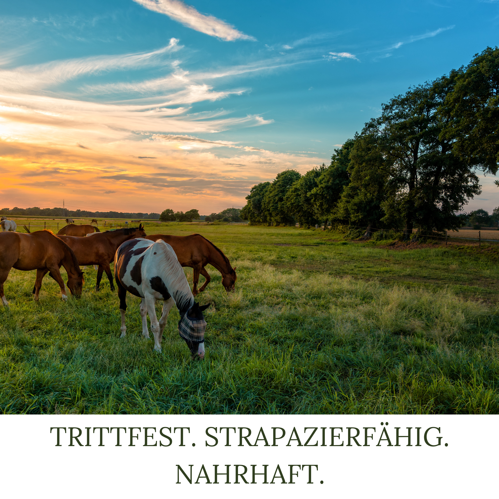 HEGA Grasland Pferdeweide, Pferdewiese, Grassamen, Weidegras, Wiese, Weide, Futtergras