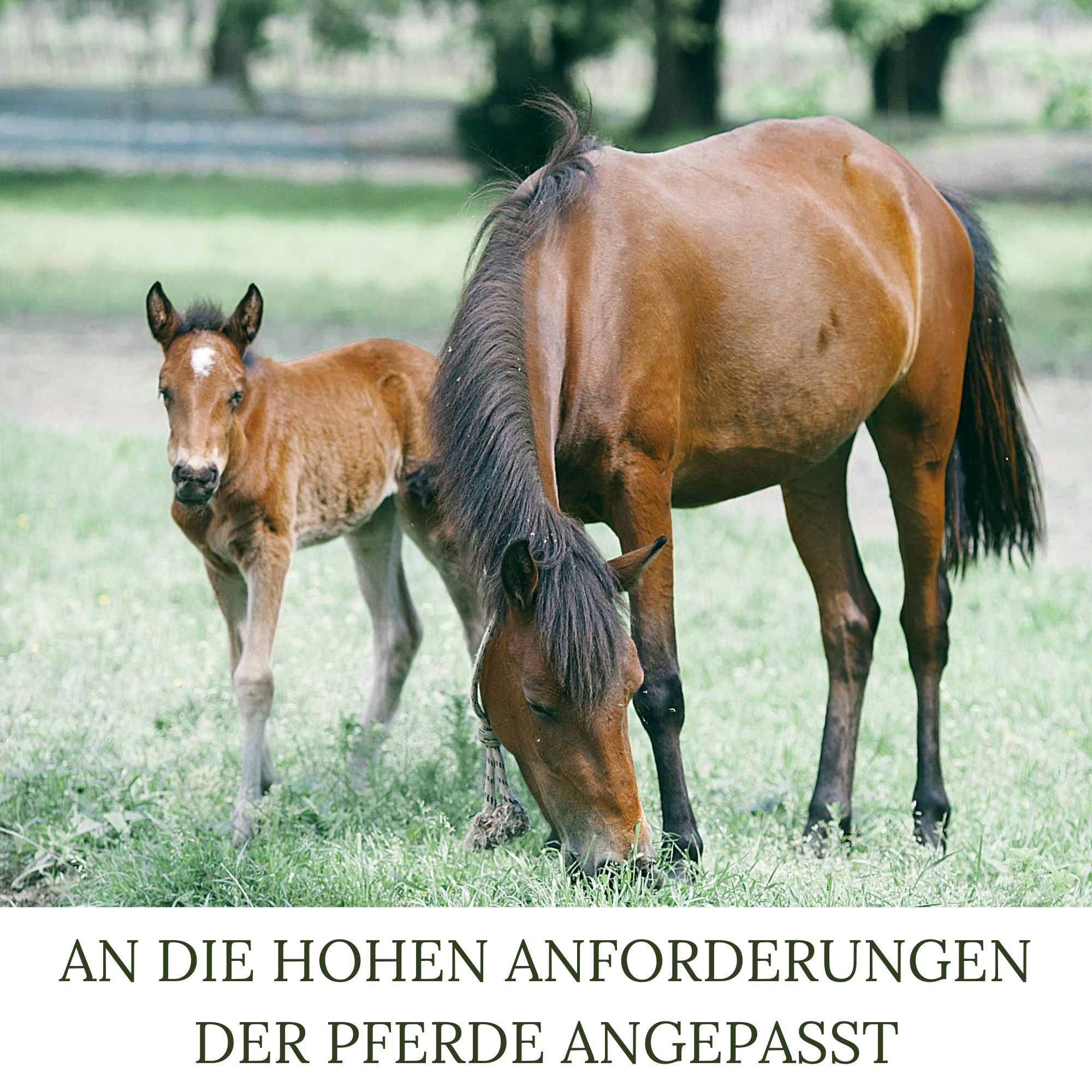 HEGA Grasland Pferdeweide, Pferdewiese, Grassamen, Weidegras, Wiese, Weide, Futtergras