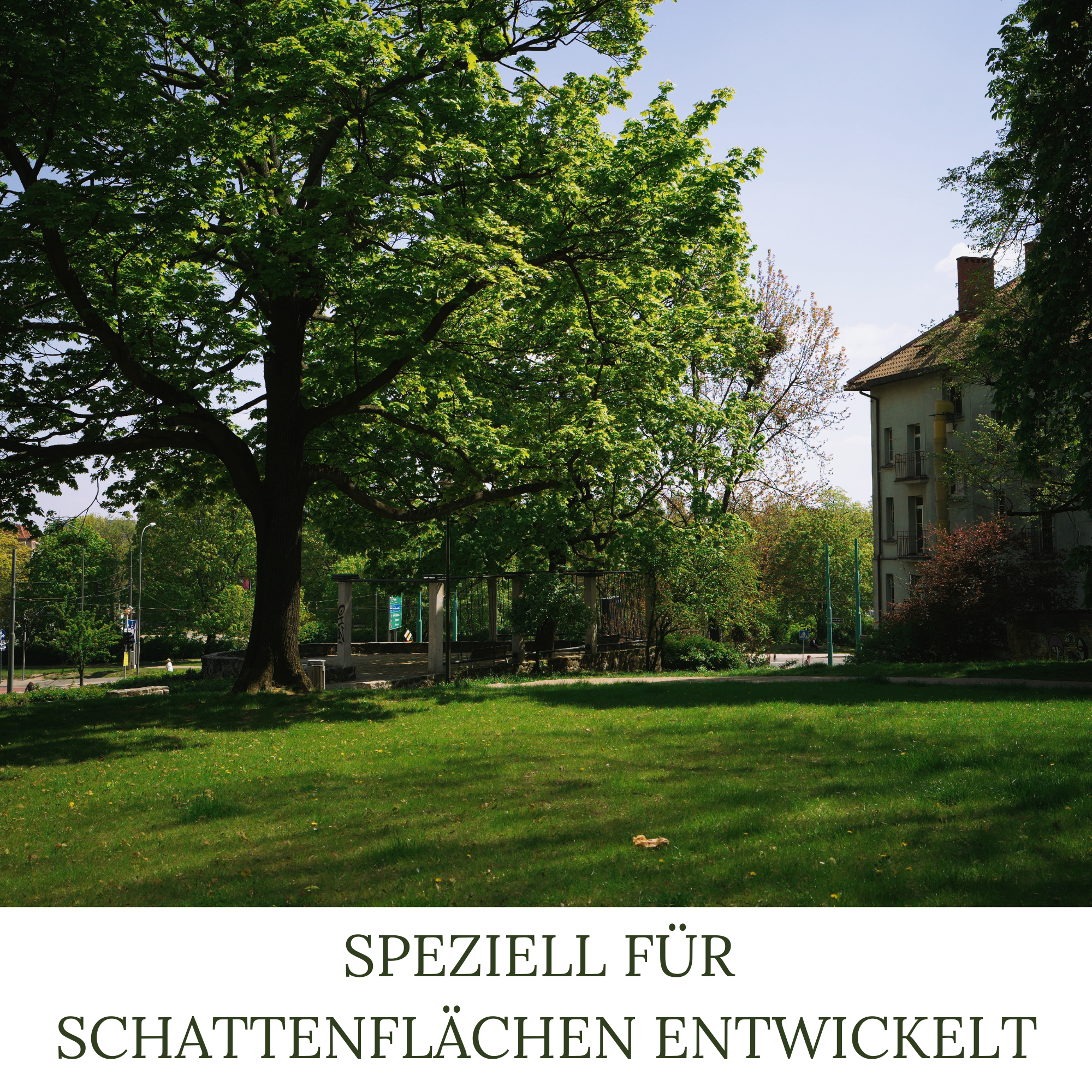 HEGA Classic Green, Schattenrasen, Rasensamen, Grassamen, Rasen, Zierrasen nach RSM