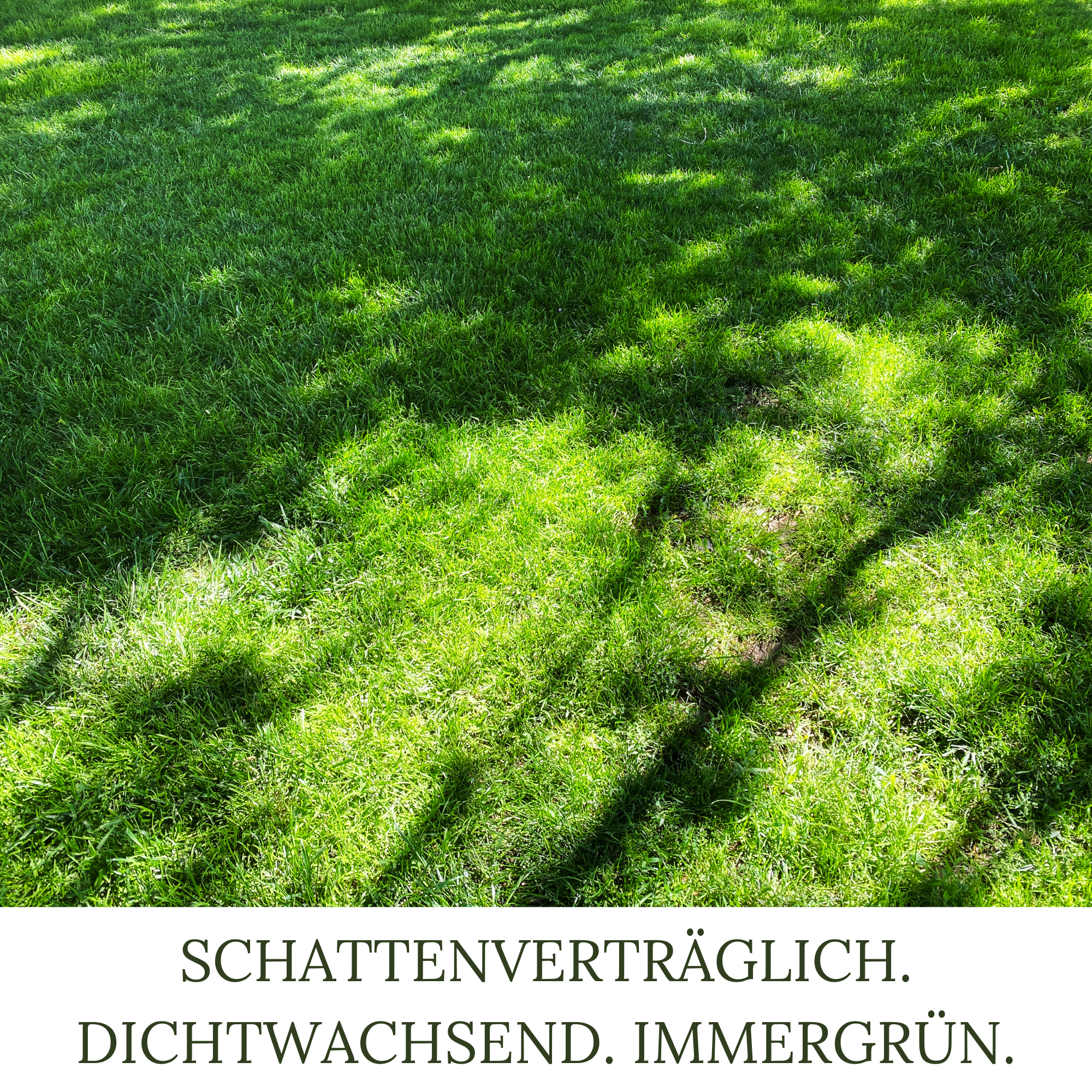 HEGA Classic Green, Schattenrasen, Rasensamen, Grassamen, Rasen, Zierrasen nach RSM