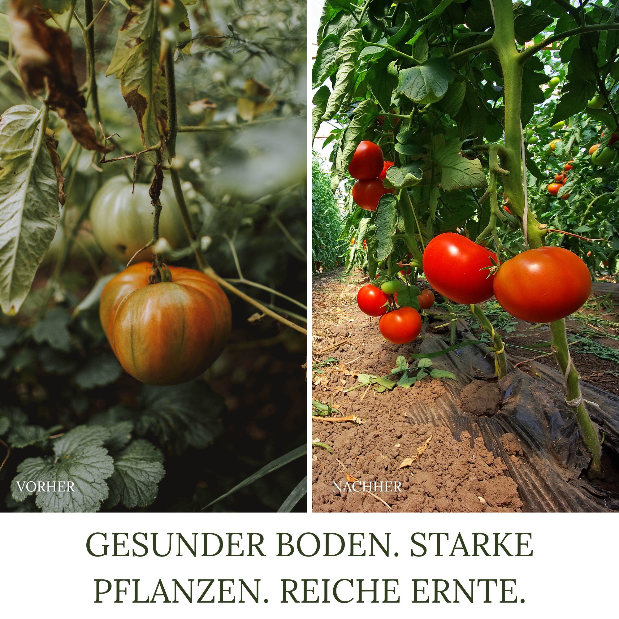 HaGaFe Bio Rasenkalk, Gartenkalk, Garten-Kalk, Düngekalk, hebt den pH-Wert, gegen Moos im Rasen