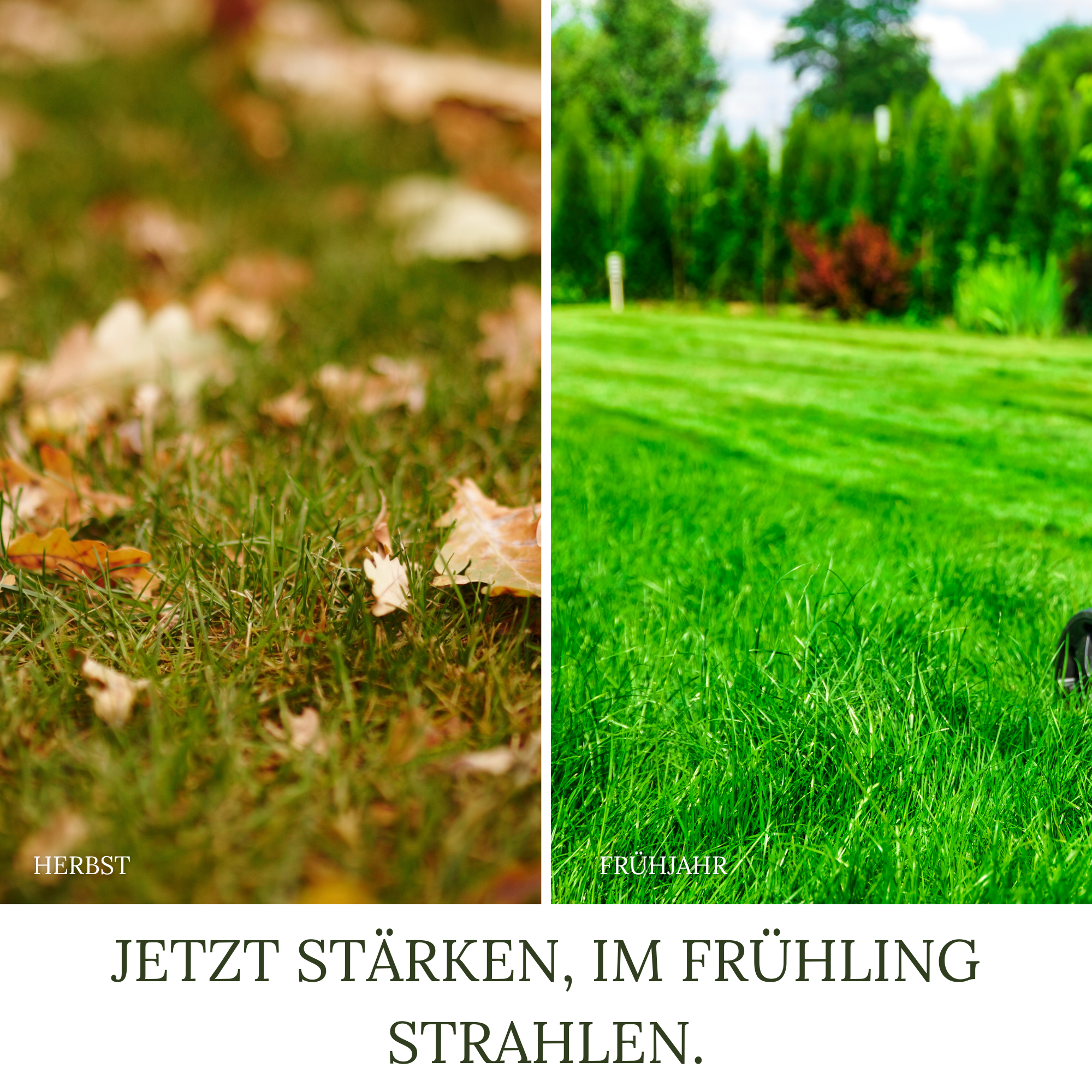 HaGaFe Herbstrasendünger, Herbst - Rasendünger, Kaliumdünger, Dünger, für Frosthärte und Standfestigkeit, mit Sofort.- und Langzeitwirkung