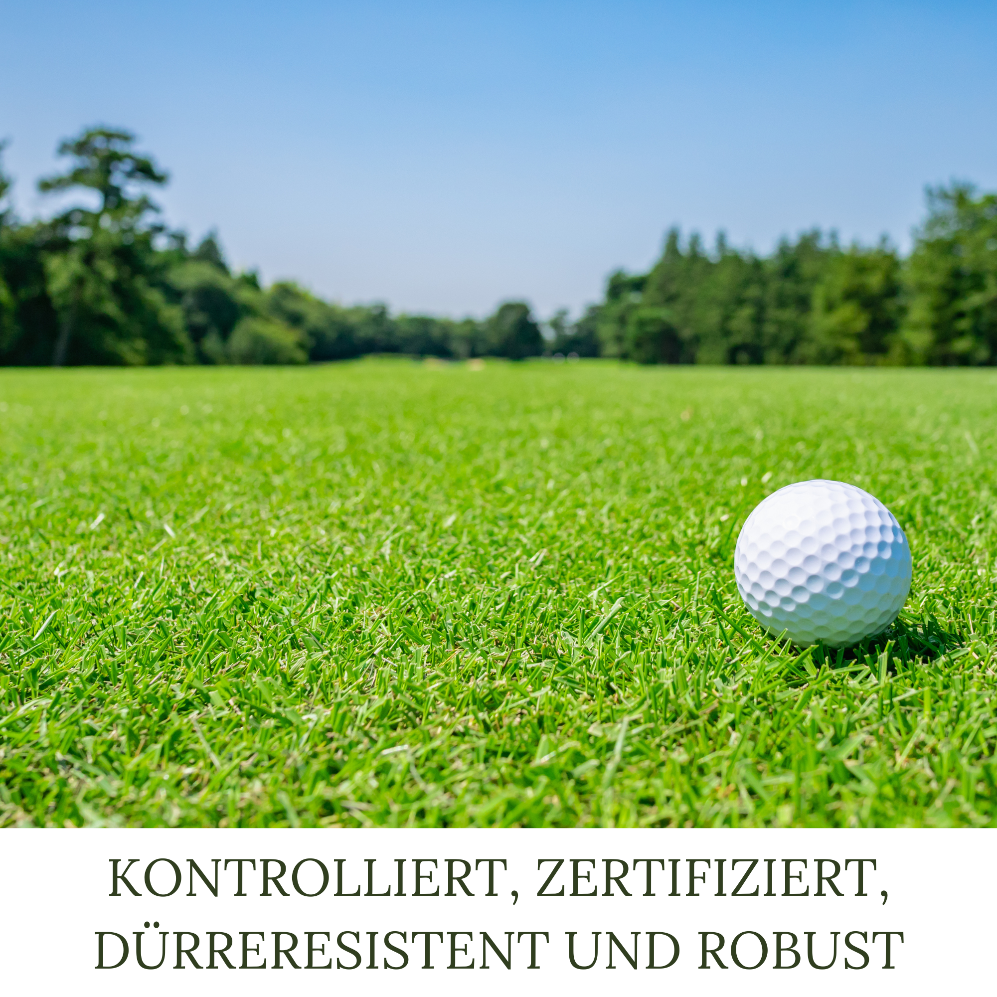 HEGA Classic Green Rasensamen, Sport und Spiel, Grassamen, Rasen, Gras, Saatgut