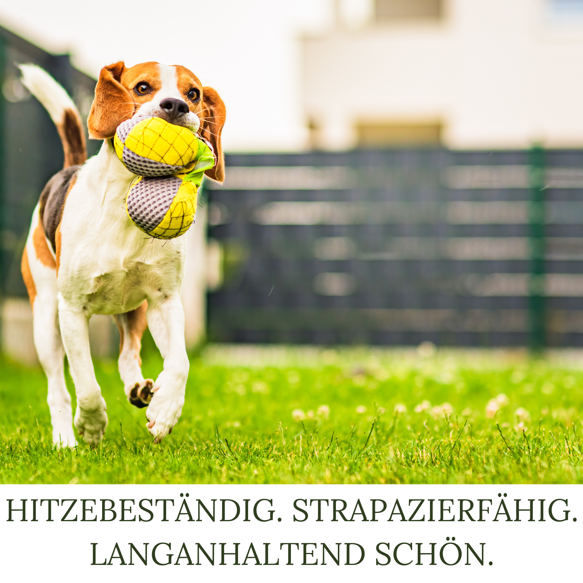 HEGA Classic Green Rasensamen, Sport und Spiel, Grassamen, Rasen, Gras, Saatgut