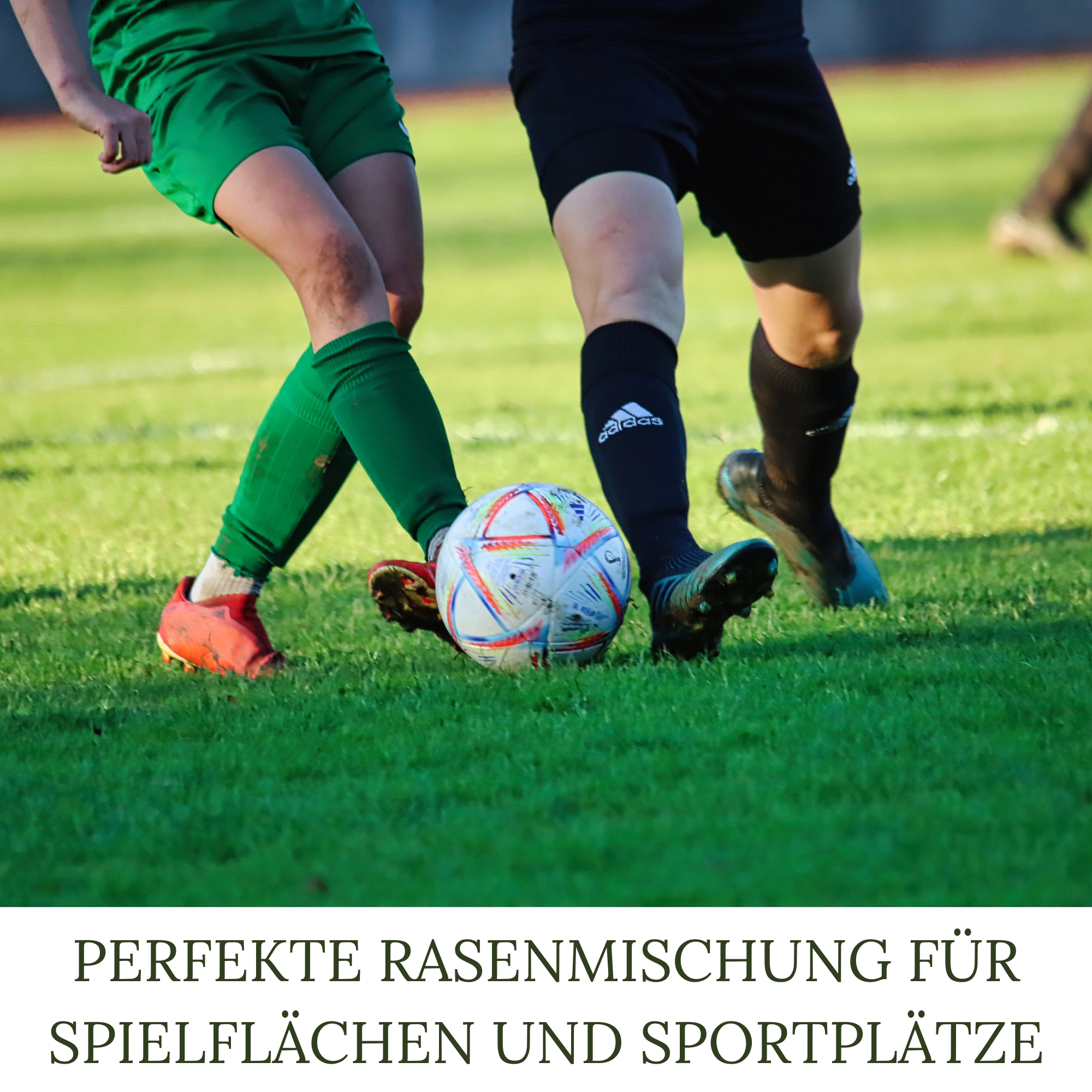 HEGA Classic Green Rasensamen, Sport und Spiel, Grassamen, Rasen, Gras, Saatgut