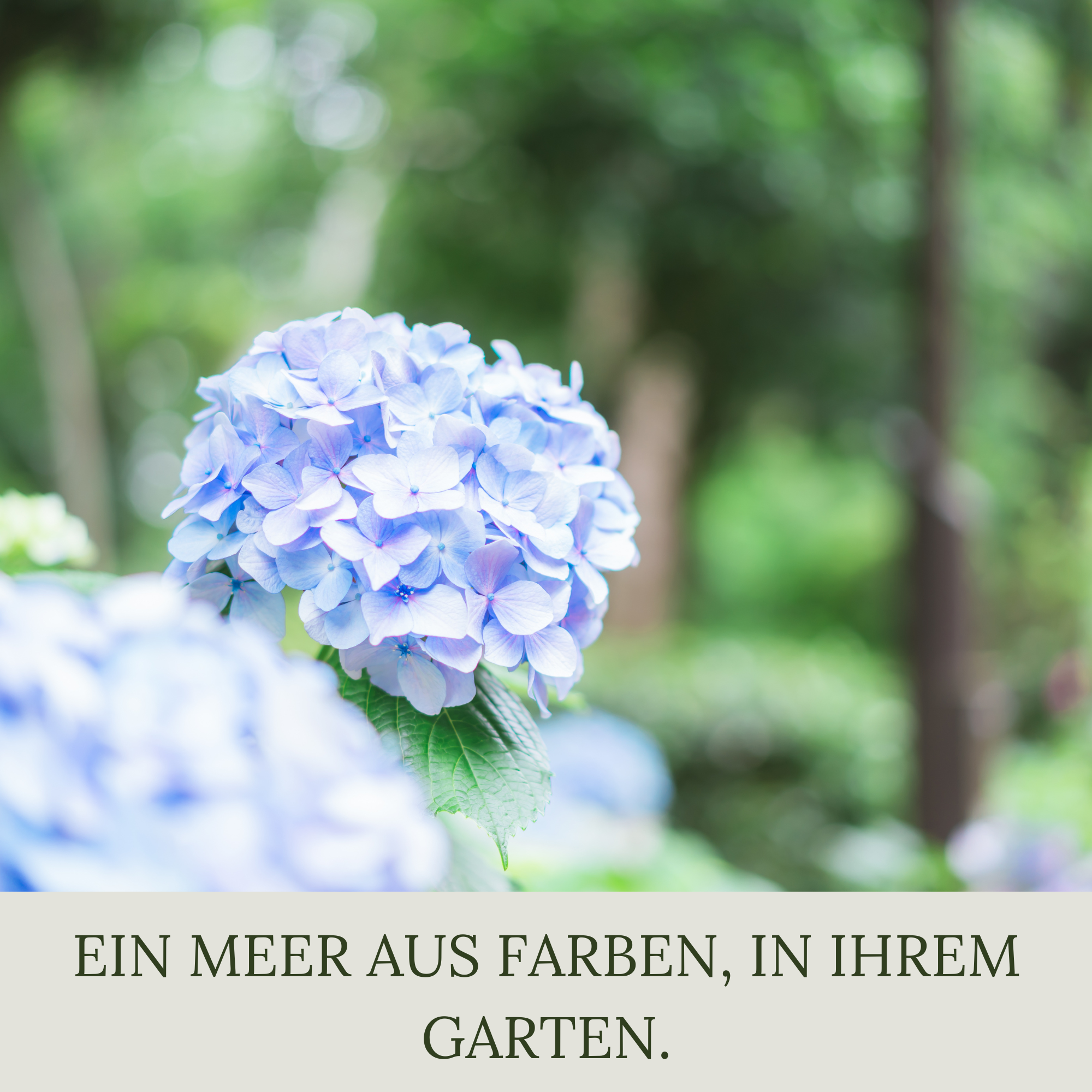 Floravera Premium Hortensien Bio-Flüssigdünger 1 Liter Hortensiendünger Dünger