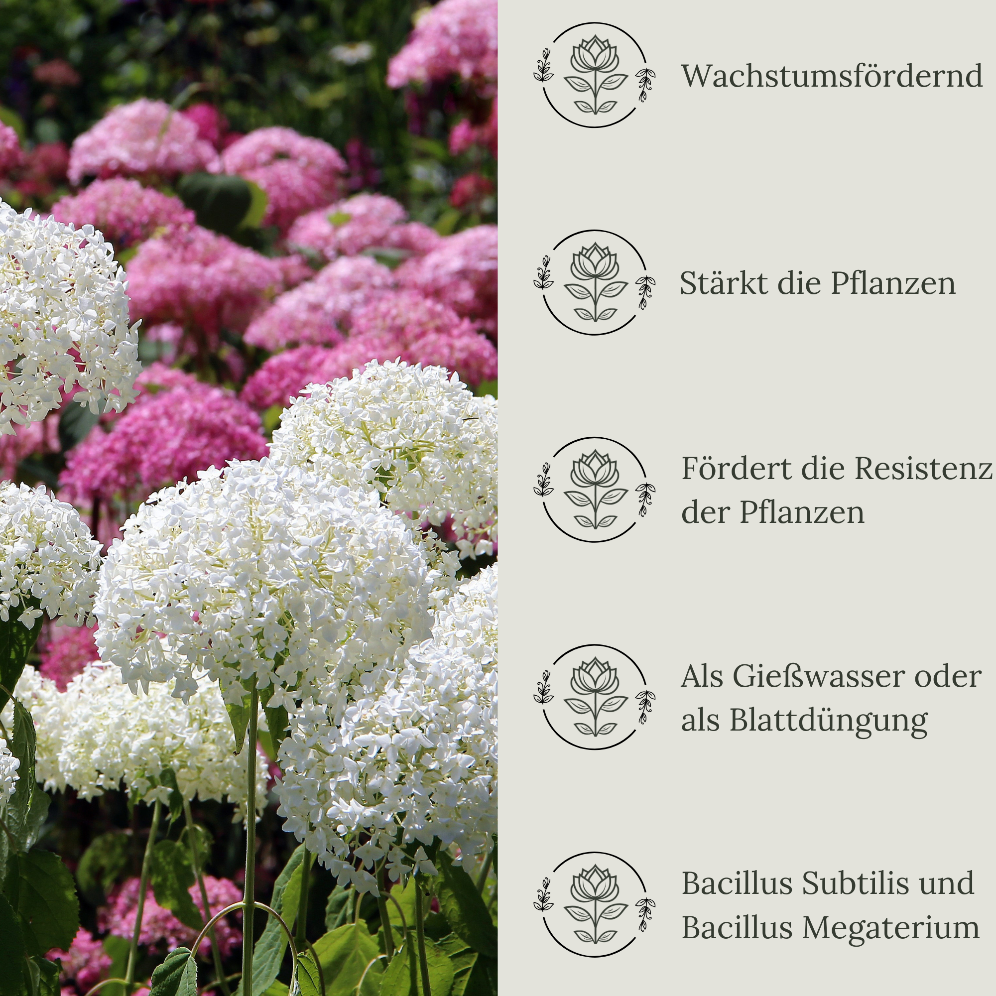 Floravera Premium Hortensien Bio-Flüssigdünger 1 Liter Hortensiendünger Dünger