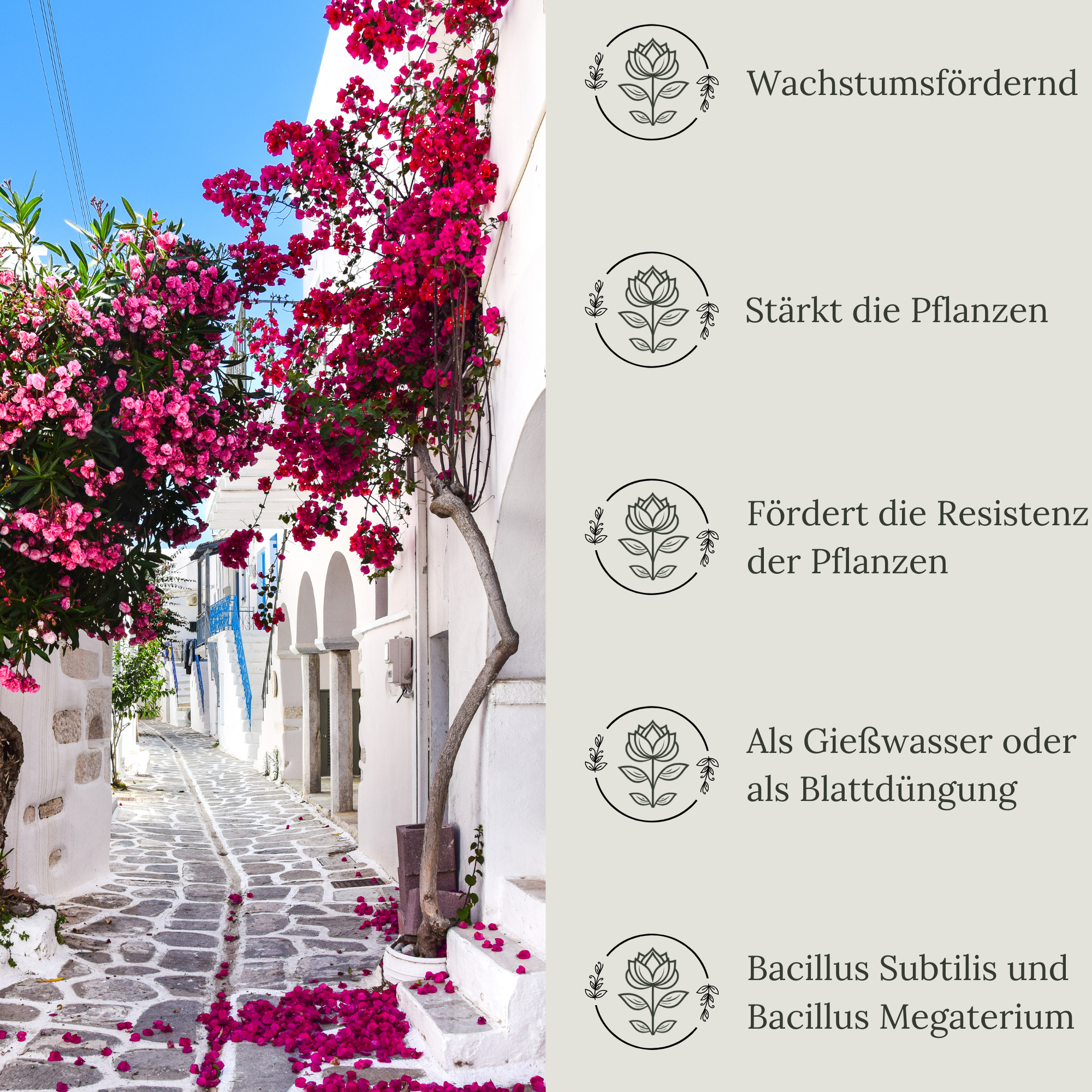 Floravera Premium Oleander Bio-Flüssigdünger 1 Liter Dünger Oleanderdünger