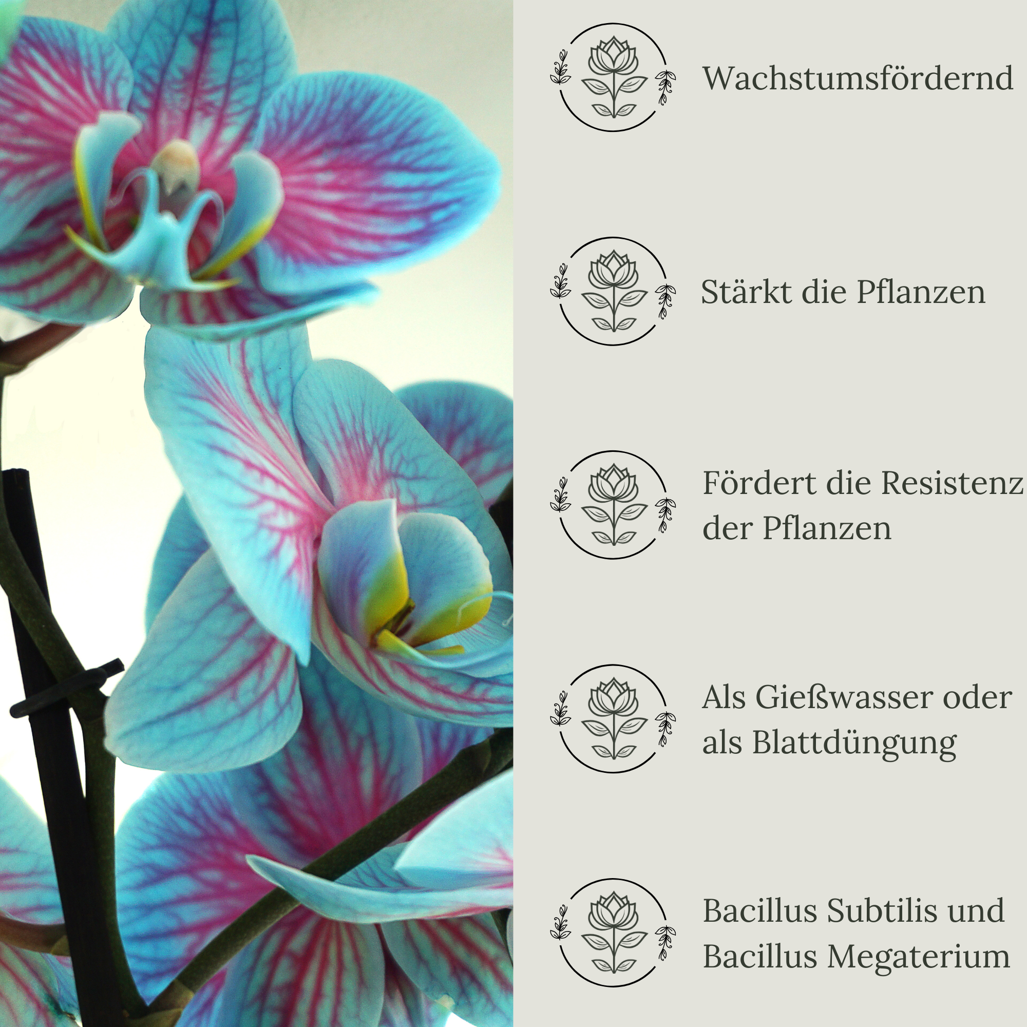 Floravera Premium Orchideen Bio-Flüssigdünger 1 Liter Dünger Orchideendünger