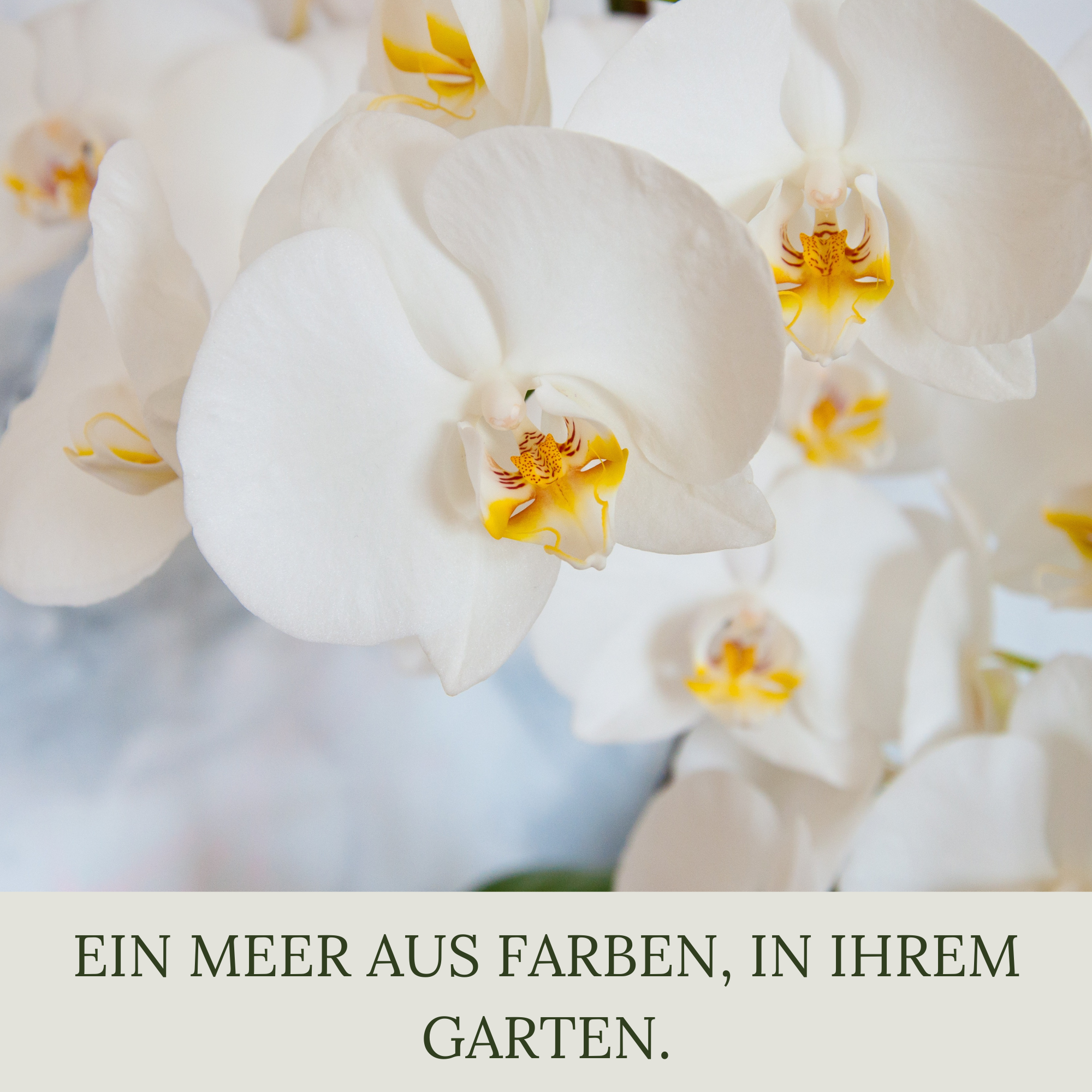 Floravera Premium Orchideen Bio-Flüssigdünger 1 Liter Dünger Orchideendünger