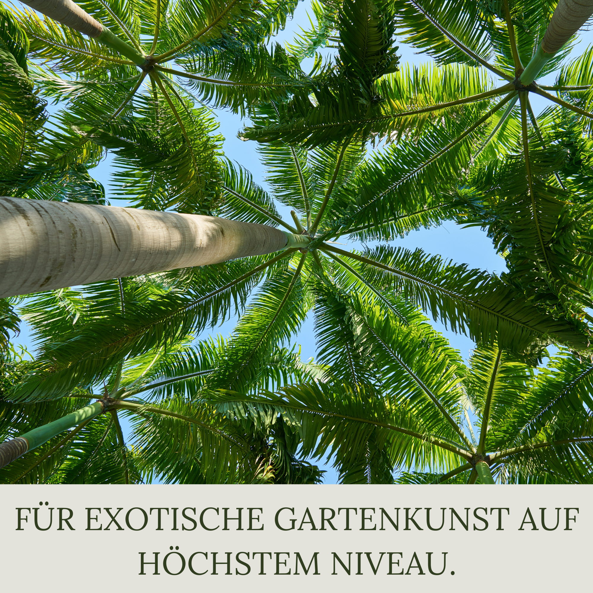 Floravera Premium Palmen Bio-Flüssigdünger 1 Liter Palmendünger Dünger