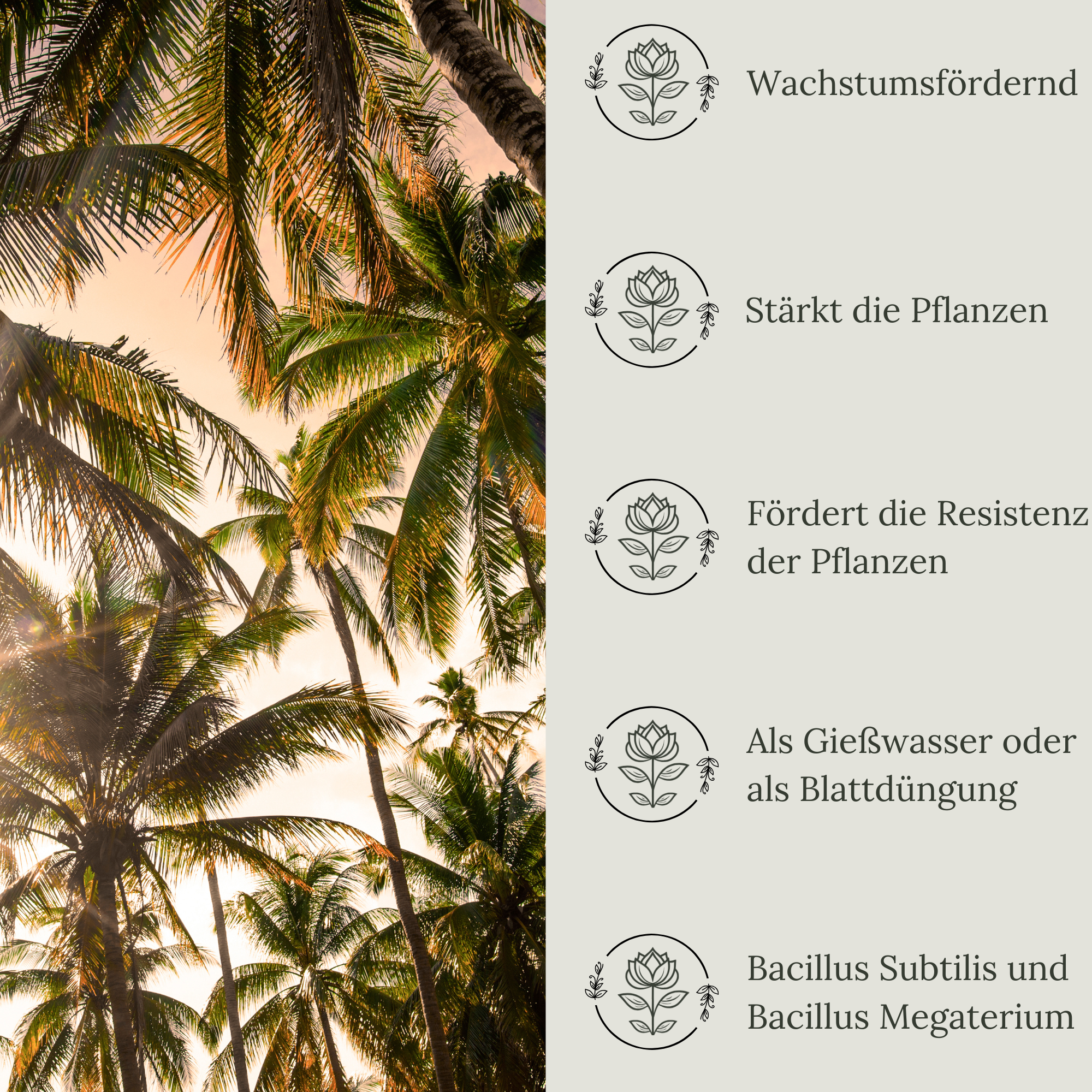 Floravera Premium Palmen Bio-Flüssigdünger 1 Liter Palmendünger Dünger