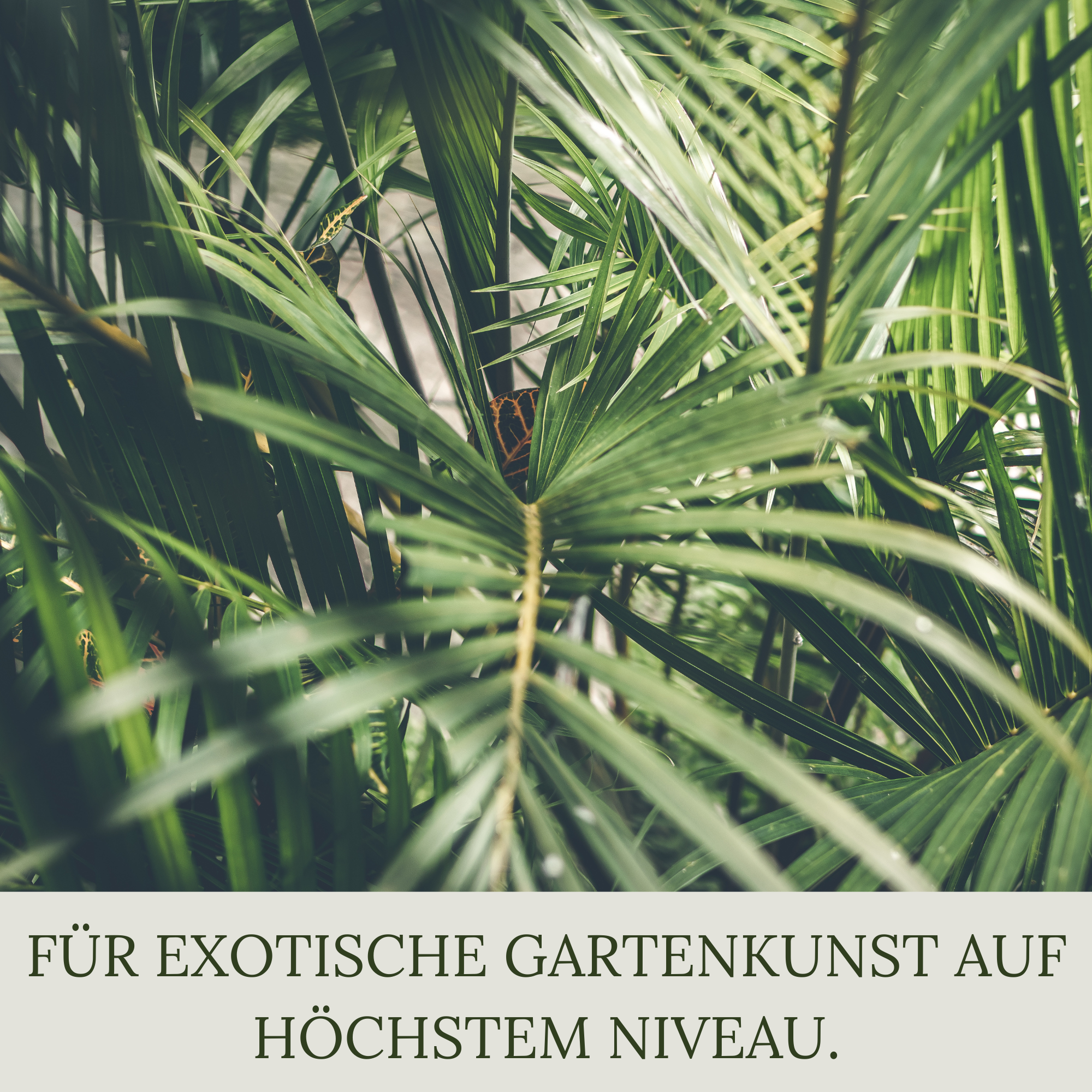 Floravera Premium BIO Palmenerde Pflanzerde 50 Liter