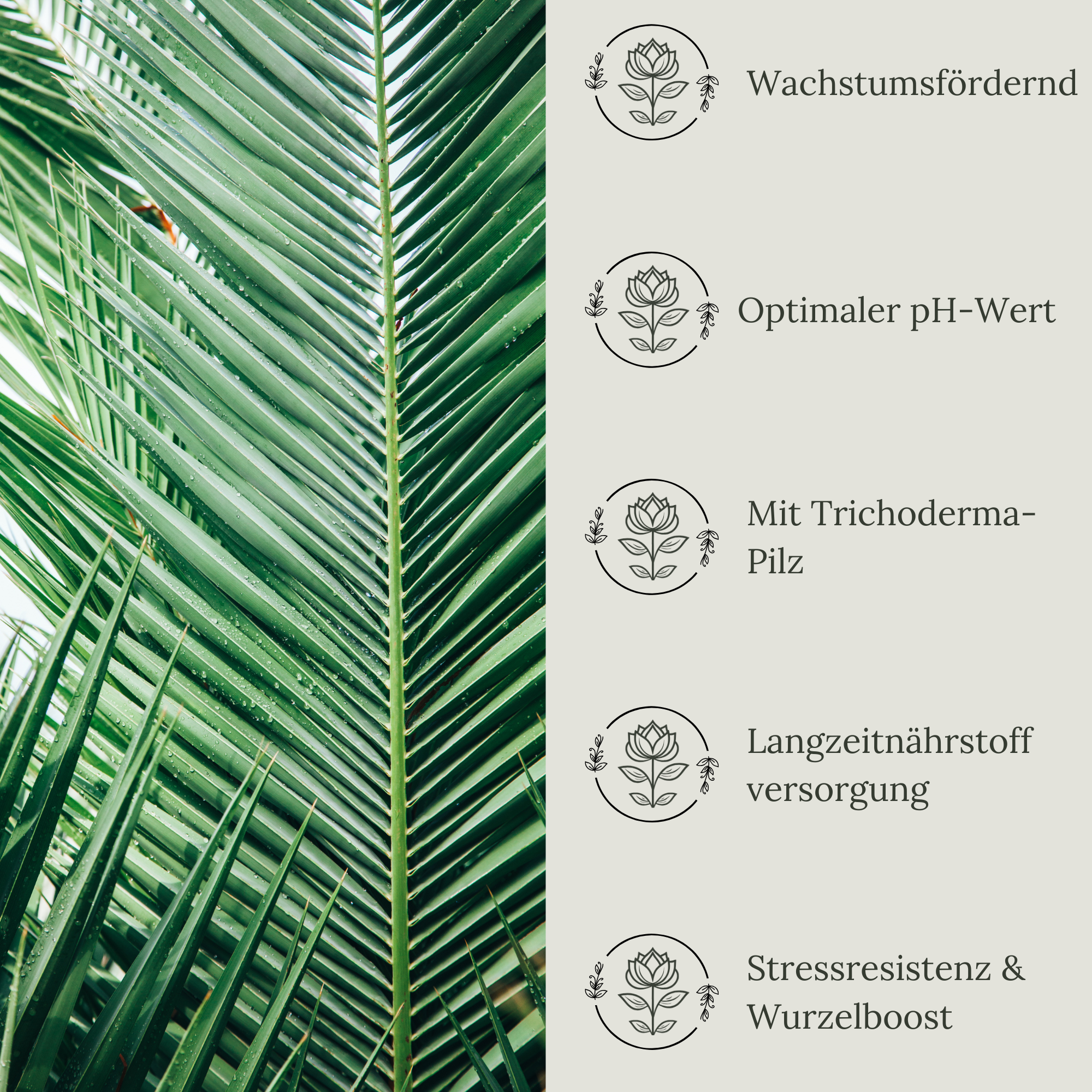 Floravera Premium BIO Palmenerde Pflanzerde 50 Liter