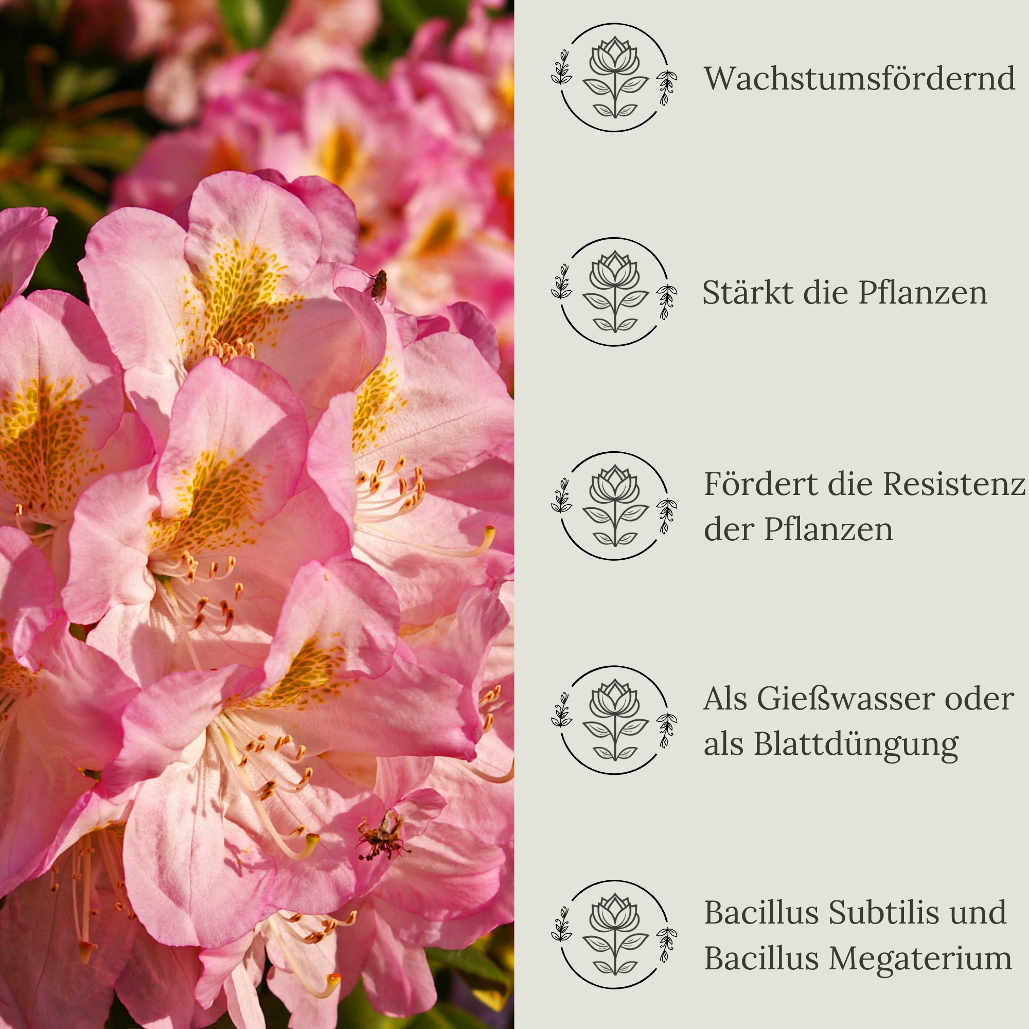 Floravera Premium Rhododendron Bio-Flüssigdünger 1 Liter Rhododendrondünger Dünger