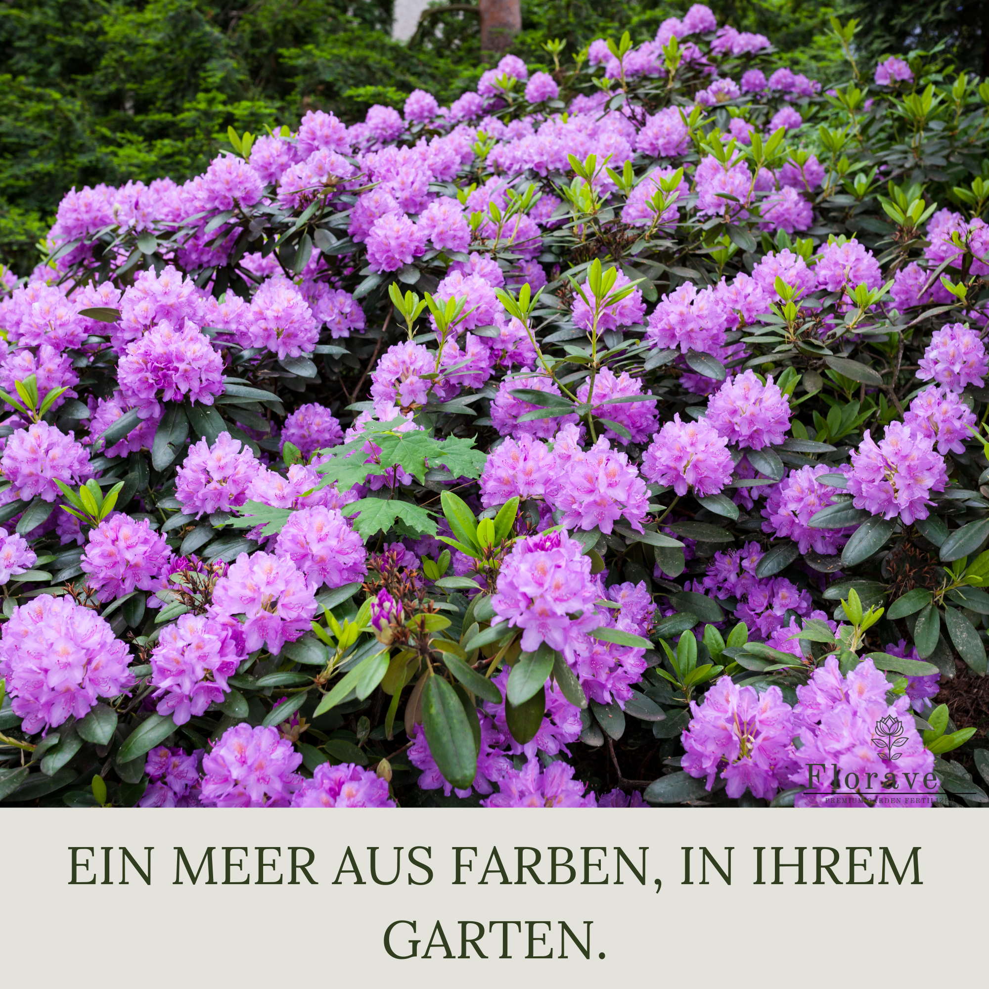 Floravera Premium Rhododendron Bio-Flüssigdünger 1 Liter Rhododendrondünger Dünger